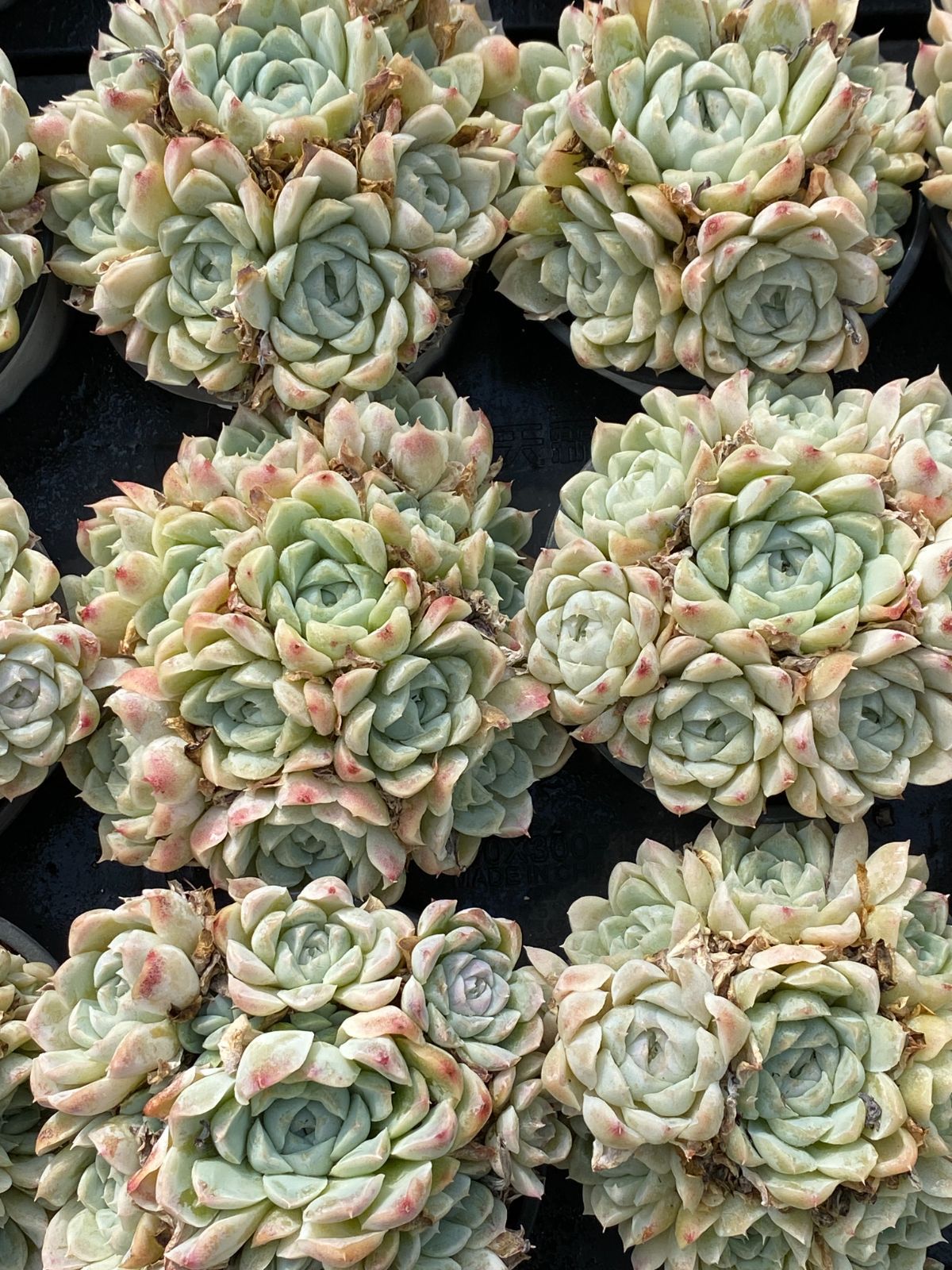 18株×ハクゲツエイ 多肉植物 エケベリア セダム アエオニウム グラプトペタルム 韓国苗 寄せ植え ZZ 73