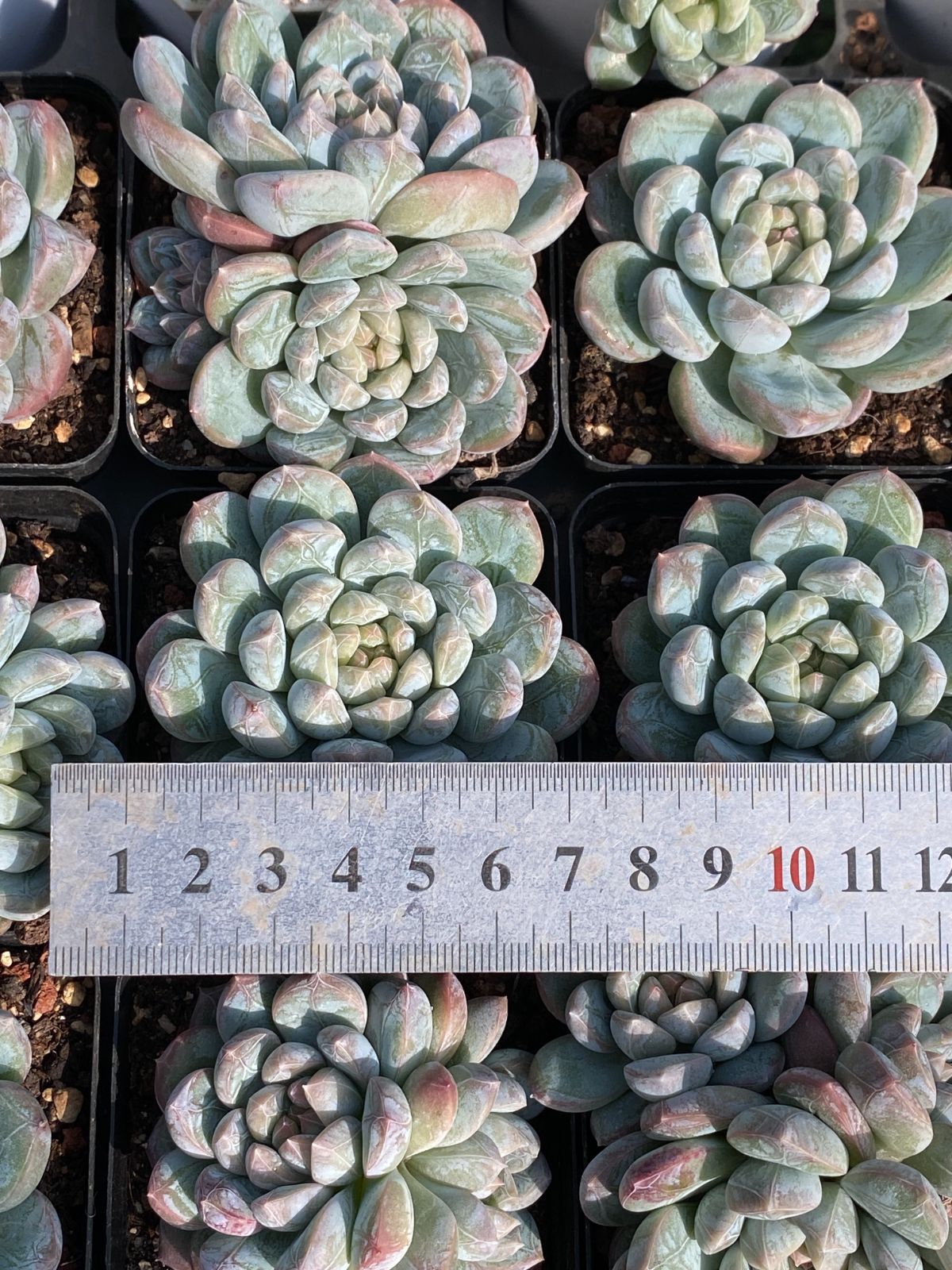 50株×パテックヒスイ 多肉植物 エケベリア セダム アエオニウム