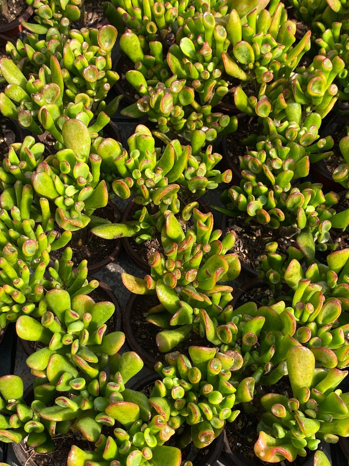 50株 ハッピーツリー 多肉植物 エケベリア セダム アエオニウム グラプトペタルム 韓国苗 寄せ植え ZZ 81