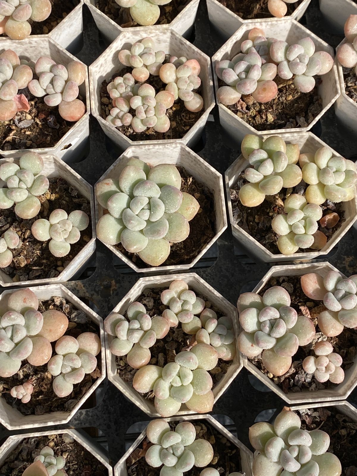 50株×バブルガム 多肉植物 エケベリア セダム アエオニウム グラプトペタルム 韓国苗 寄せ植え ZZ 82