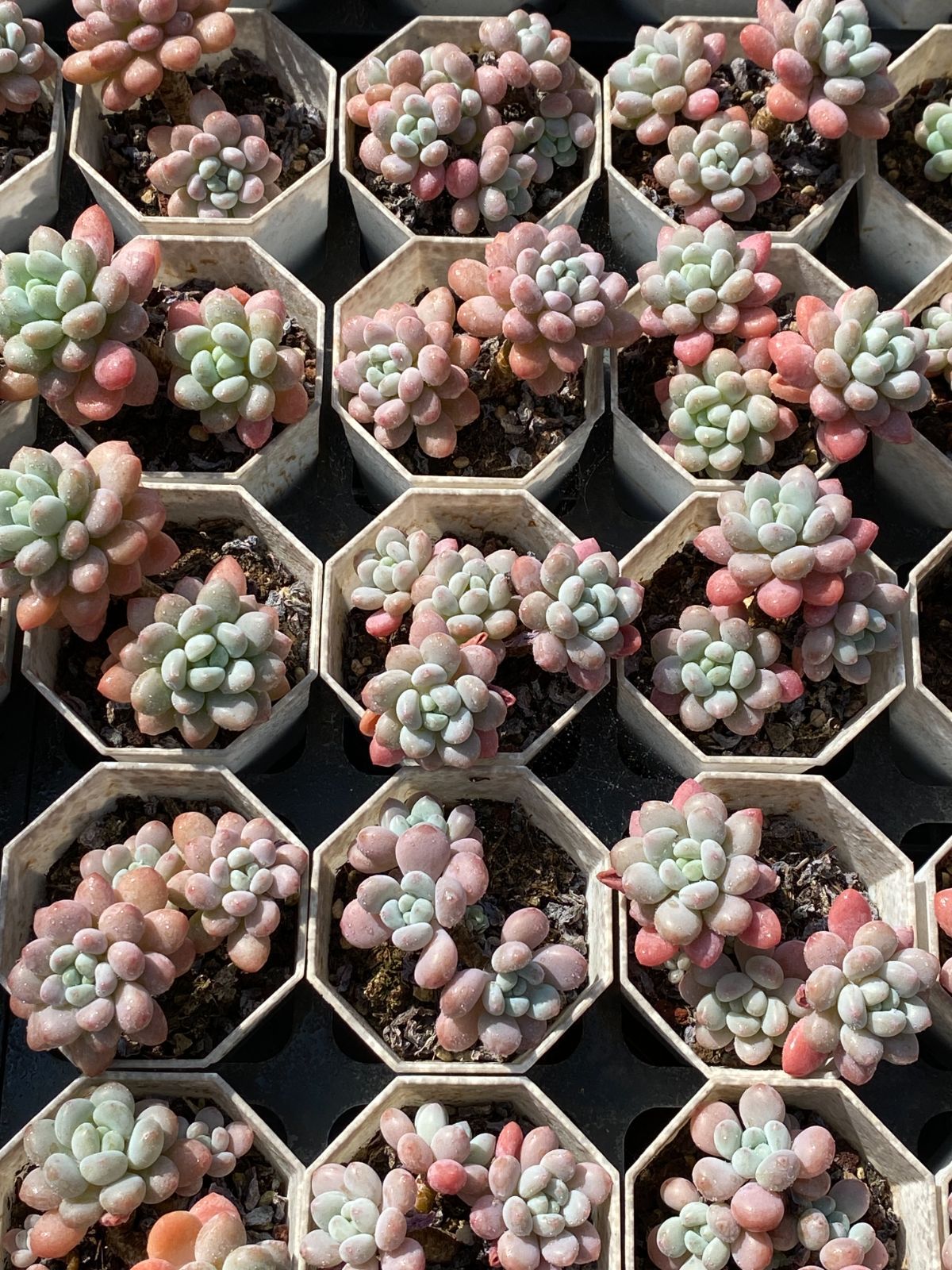 50株×ロココ 多肉植物 エケベリア セダム アエオニウム グラプトペタルム 韓国苗 寄せ植え ZZ 84