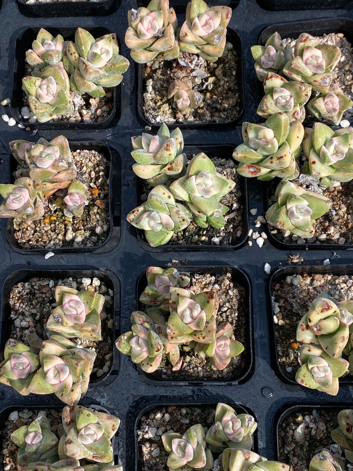 50株×キノガワ 多肉植物 エケベリア セダム アエオニウム グラプトペタルム 韓国苗 寄せ植え ZZ 72