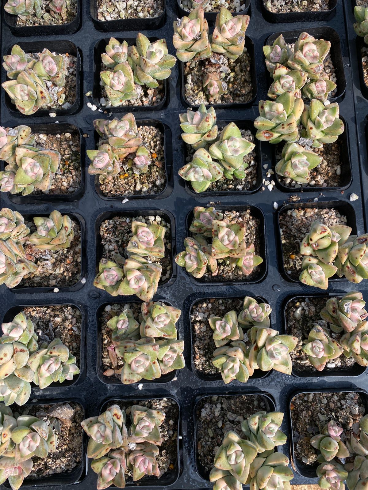 50株×キノガワ 多肉植物 エケベリア セダム アエオニウム グラプトペタルム 韓国苗 寄せ植え ZZ 72