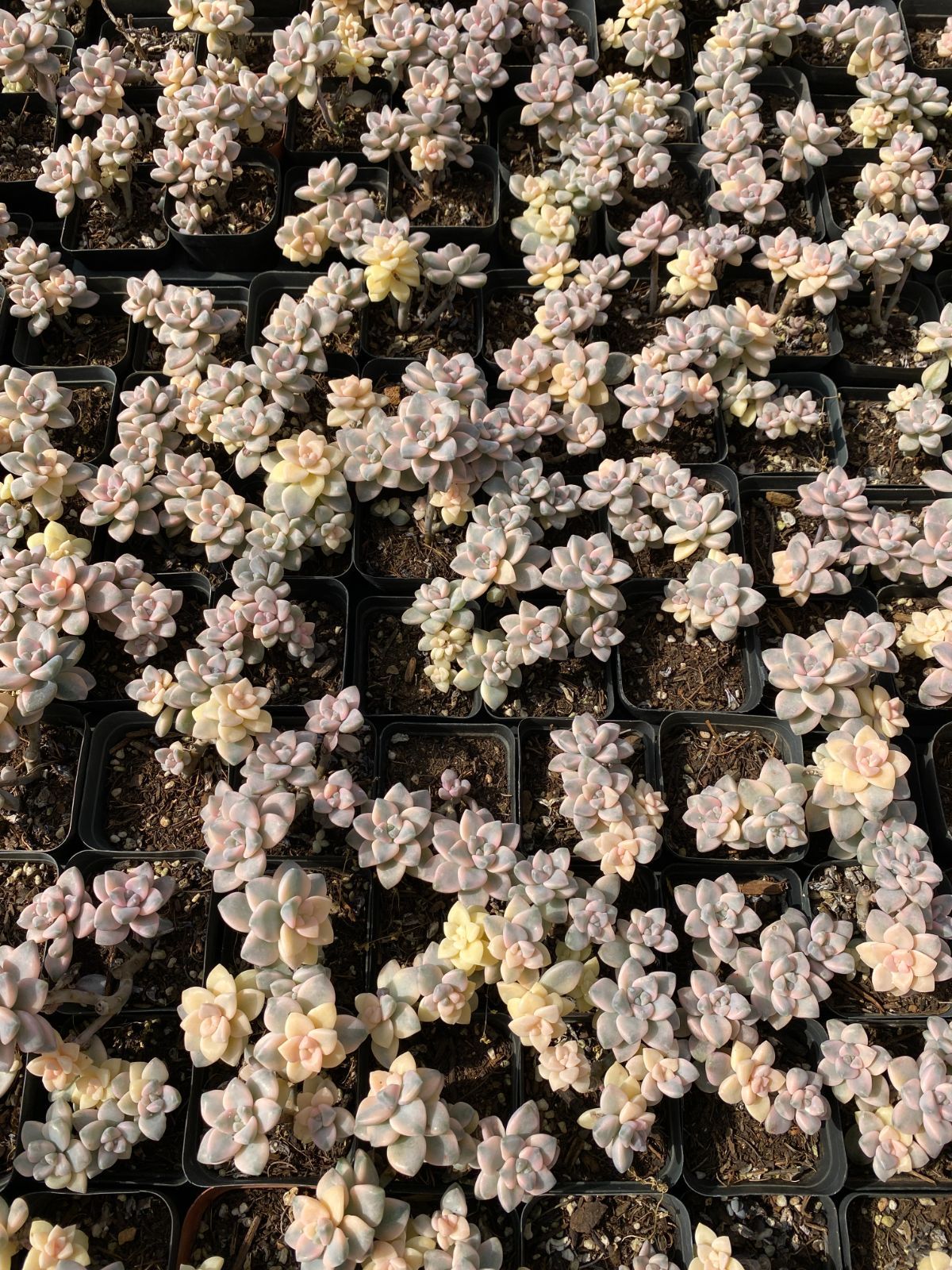 50株×ビキョウキン 多肉植物 エケベリア セダム アエオニウム グラプトペタルム 韓国苗 寄せ植え ZZ 74