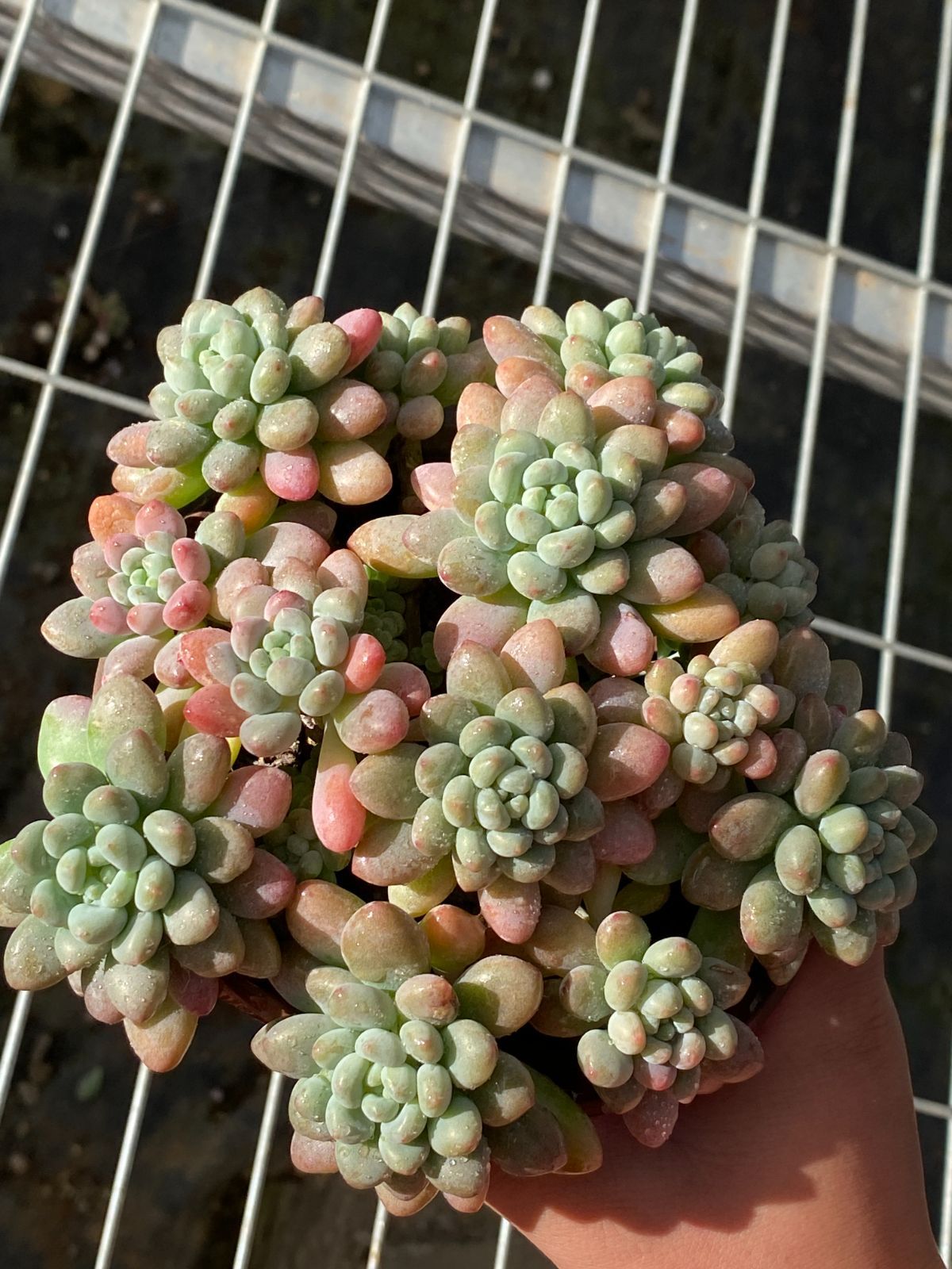 18株×ダフネ 多肉植物 エケベリア セダム アエオニウム グラプトペタルム 韓国苗 寄せ植え ZZ 9