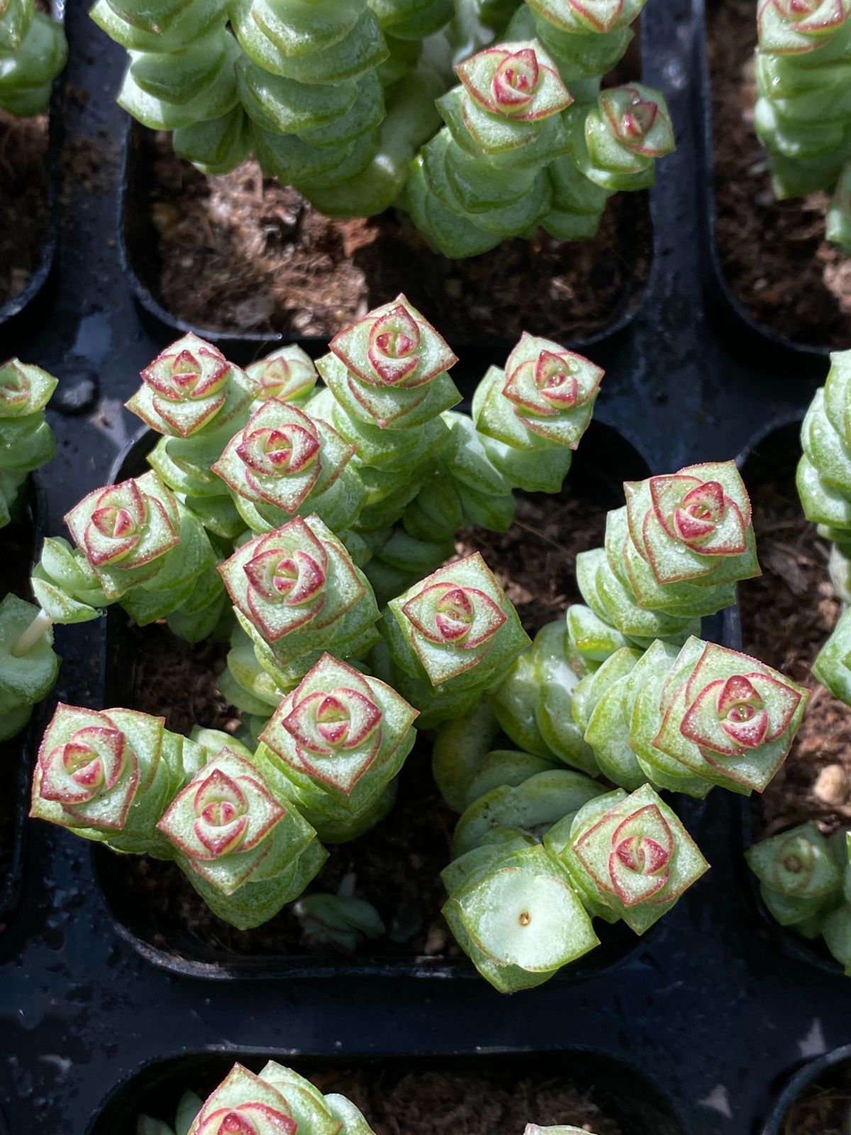 50株×ゼニツナギ 多肉植物 エケベリア セダム アエオニウム グラプトペタルム 韓国苗 寄せ植え ZZ 94