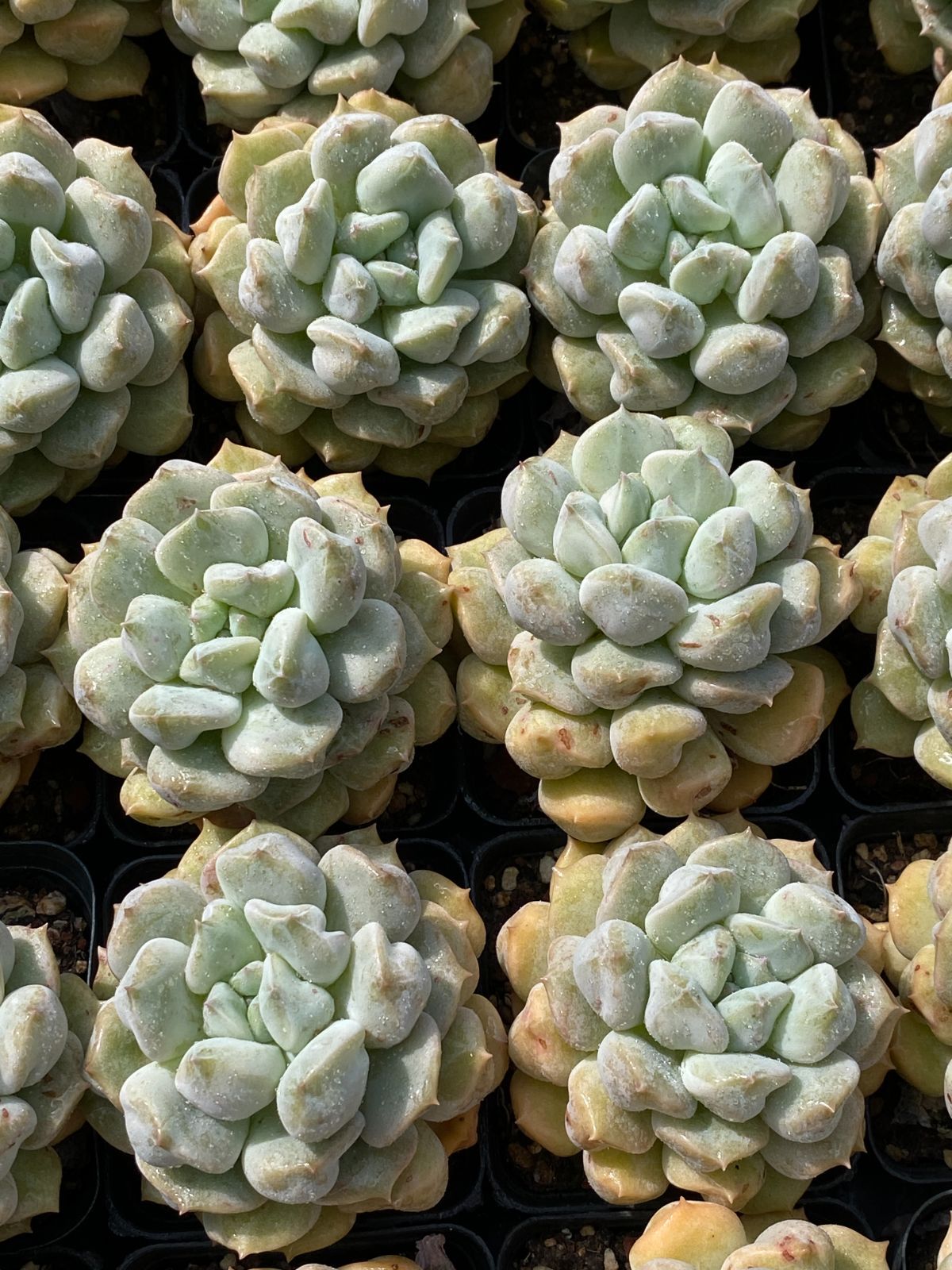 50株×チョウニュウ 多肉植物 エケベリア セダム アエオニウム グラプトペタルム 韓国苗 寄せ植え ZZ 89