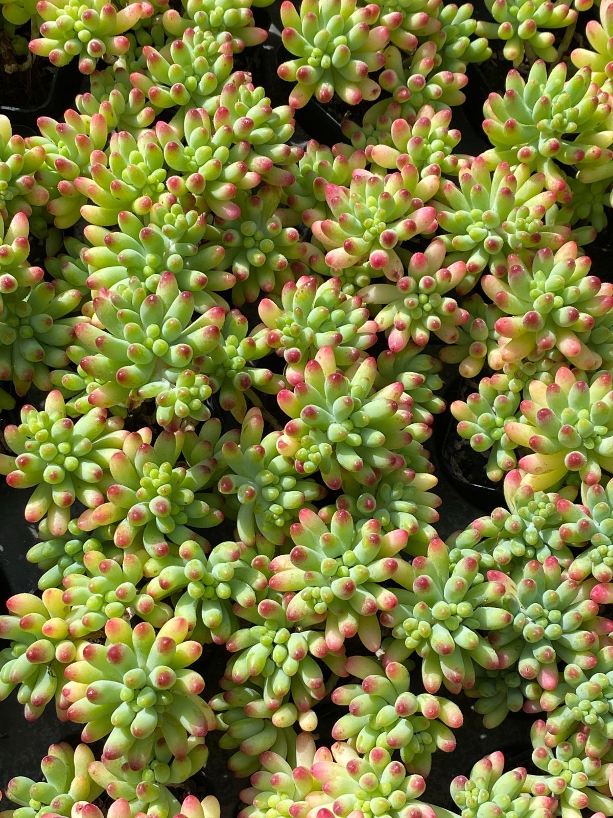 50株×オトメゴコロ 多肉植物 エケベリア セダム アエオニウム グラプトペタルム 韓国苗 寄せ植え ZZ 93