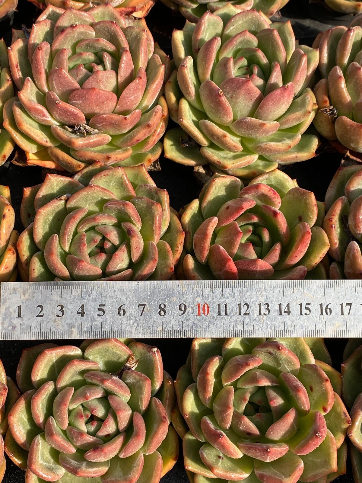 24株×シャンペン 多肉植物 エケベリア セダム アエオニウム