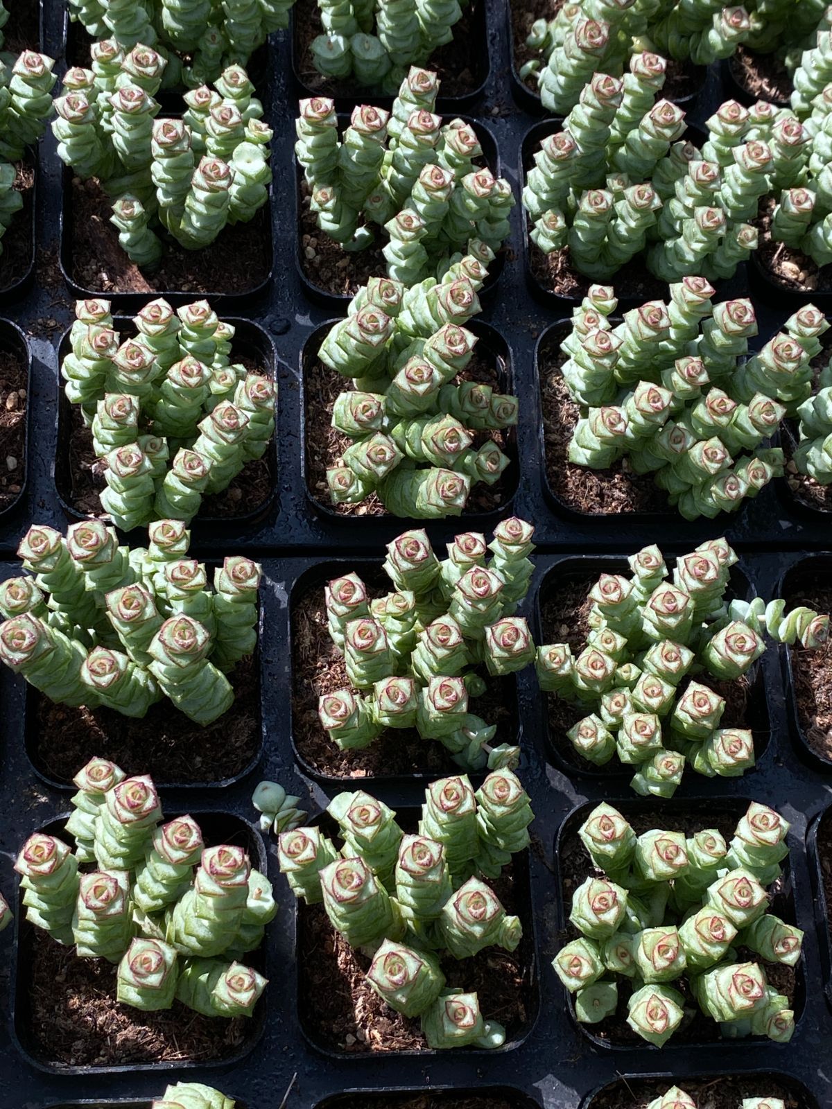 50株×ゼニツナギ 多肉植物 エケベリア セダム アエオニウム グラプトペタルム 韓国苗 寄せ植え ZZ 94