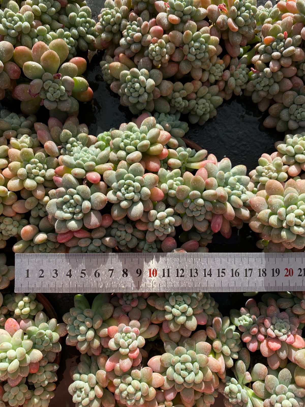 18株×ダフネ 多肉植物 エケベリア セダム アエオニウム グラプトペタルム 韓国苗 寄せ植え ZZ 9