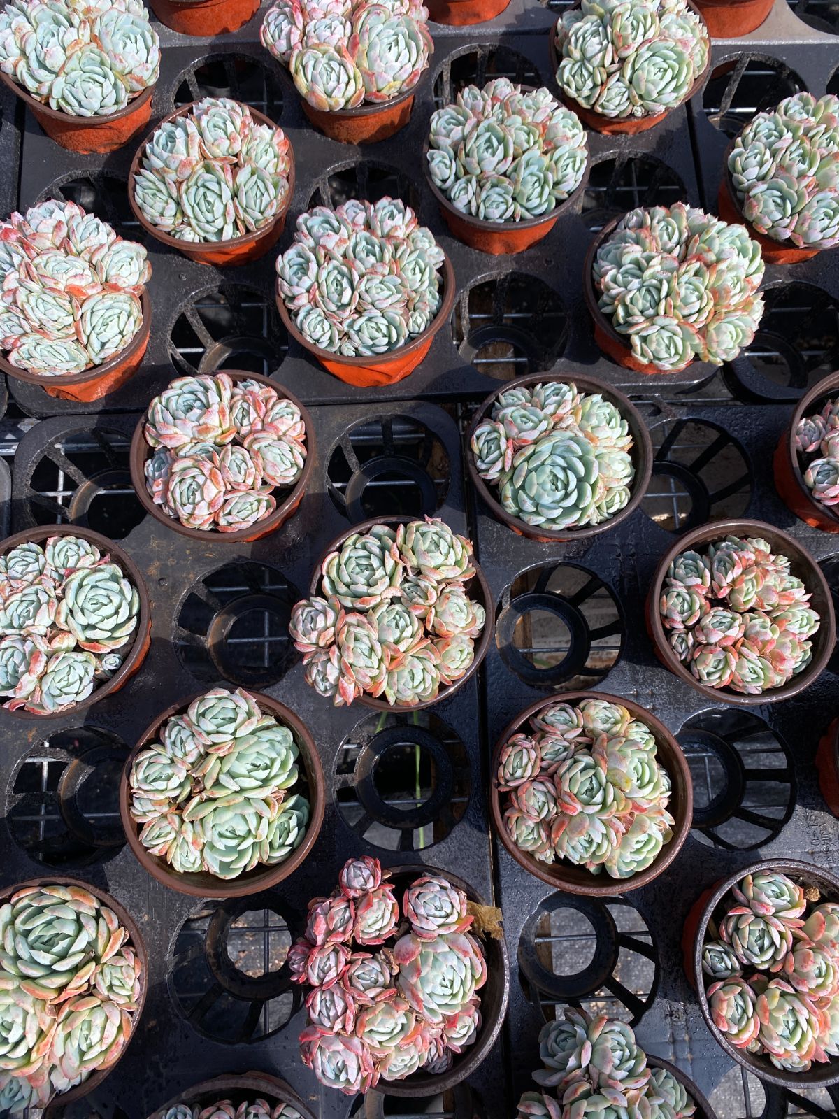 18株 ピンベリー 多肉植物 エケベリア セダム アエオニウム グラプトペタルム 韓国苗 寄せ植え ZZ 87