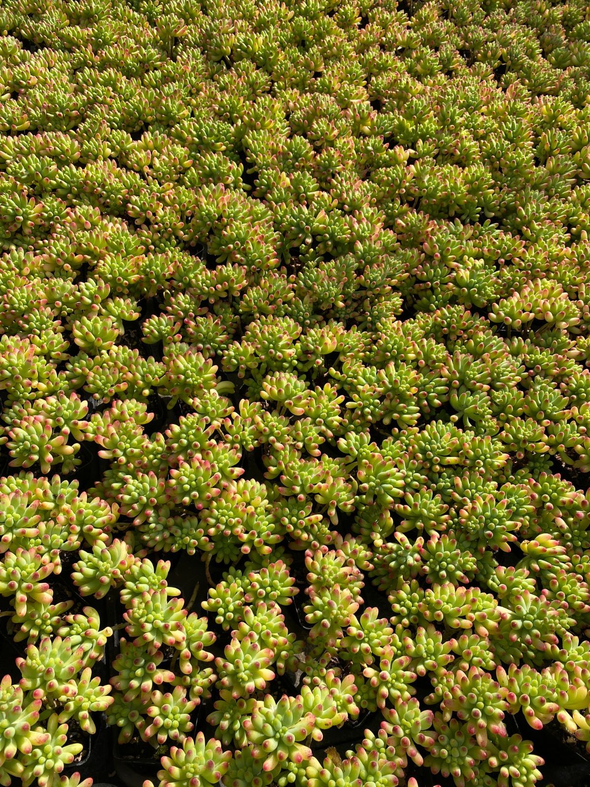 50株 オトメゴコロ 多肉植物 エケベリア セダム アエオニウム グラプトペタルム 韓国苗 寄せ植え ZZ 93