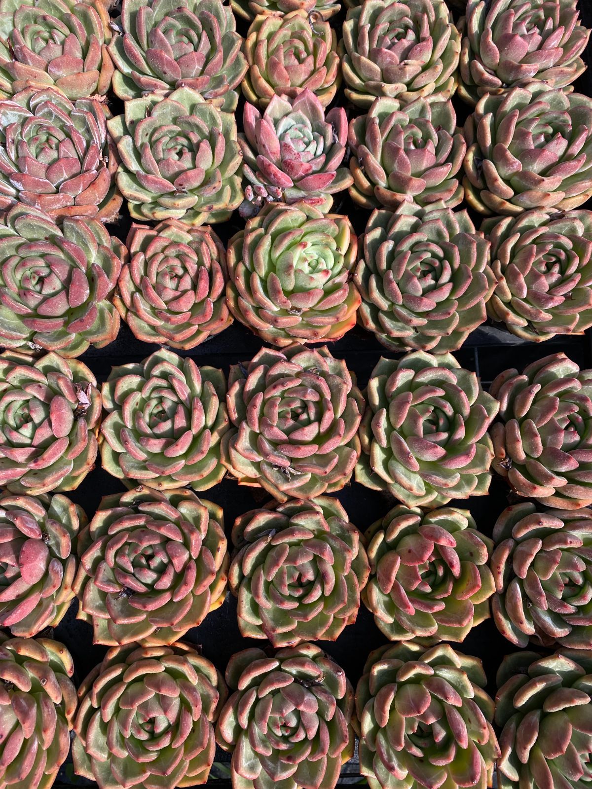 24株×シャンペン 多肉植物 エケベリア セダム アエオニウム