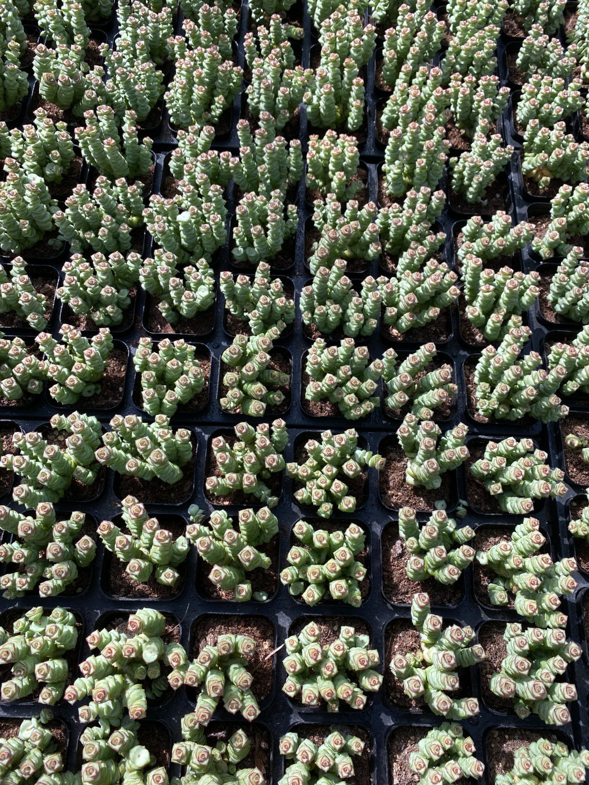 50株 ゼニツナギ 多肉植物 エケベリア セダム アエオニウム グラプトペタルム 韓国苗 寄せ植え ZZ 94