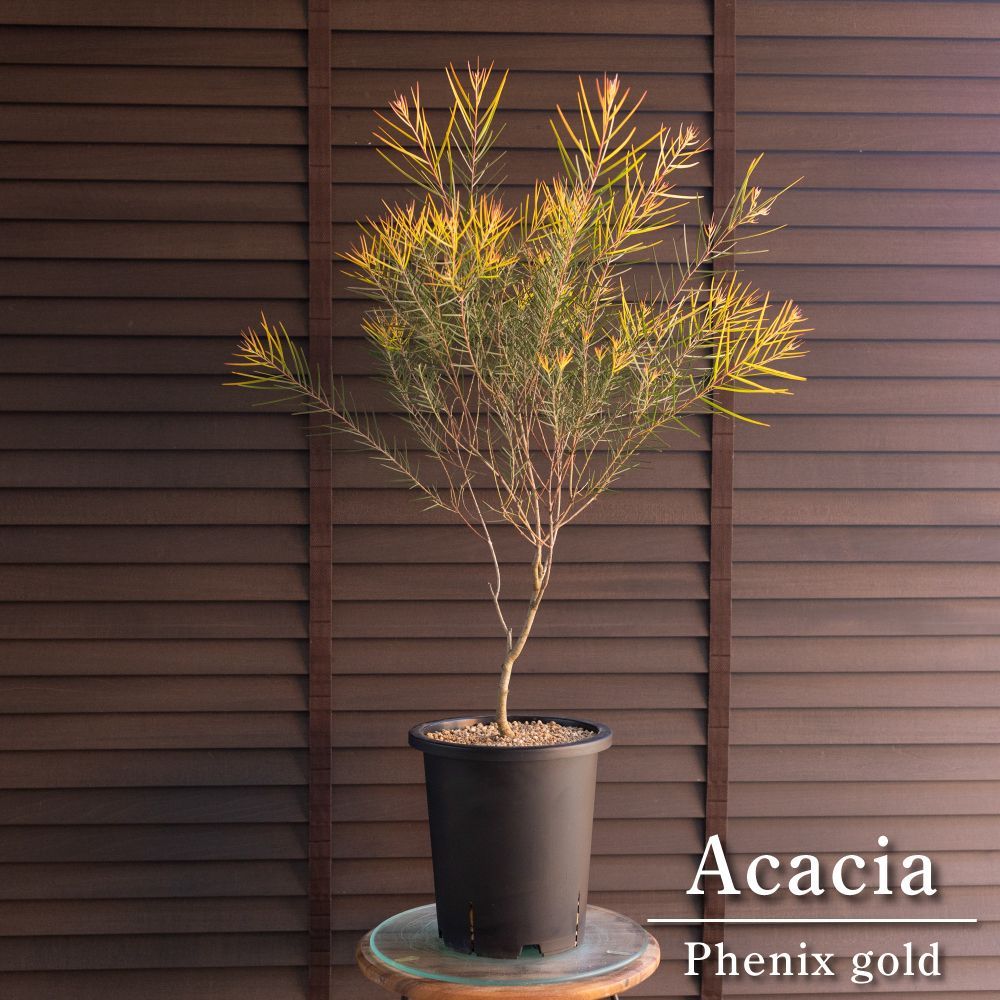 アカシア フェニックスゴールド 8号 Acacia Phenix gold オージー