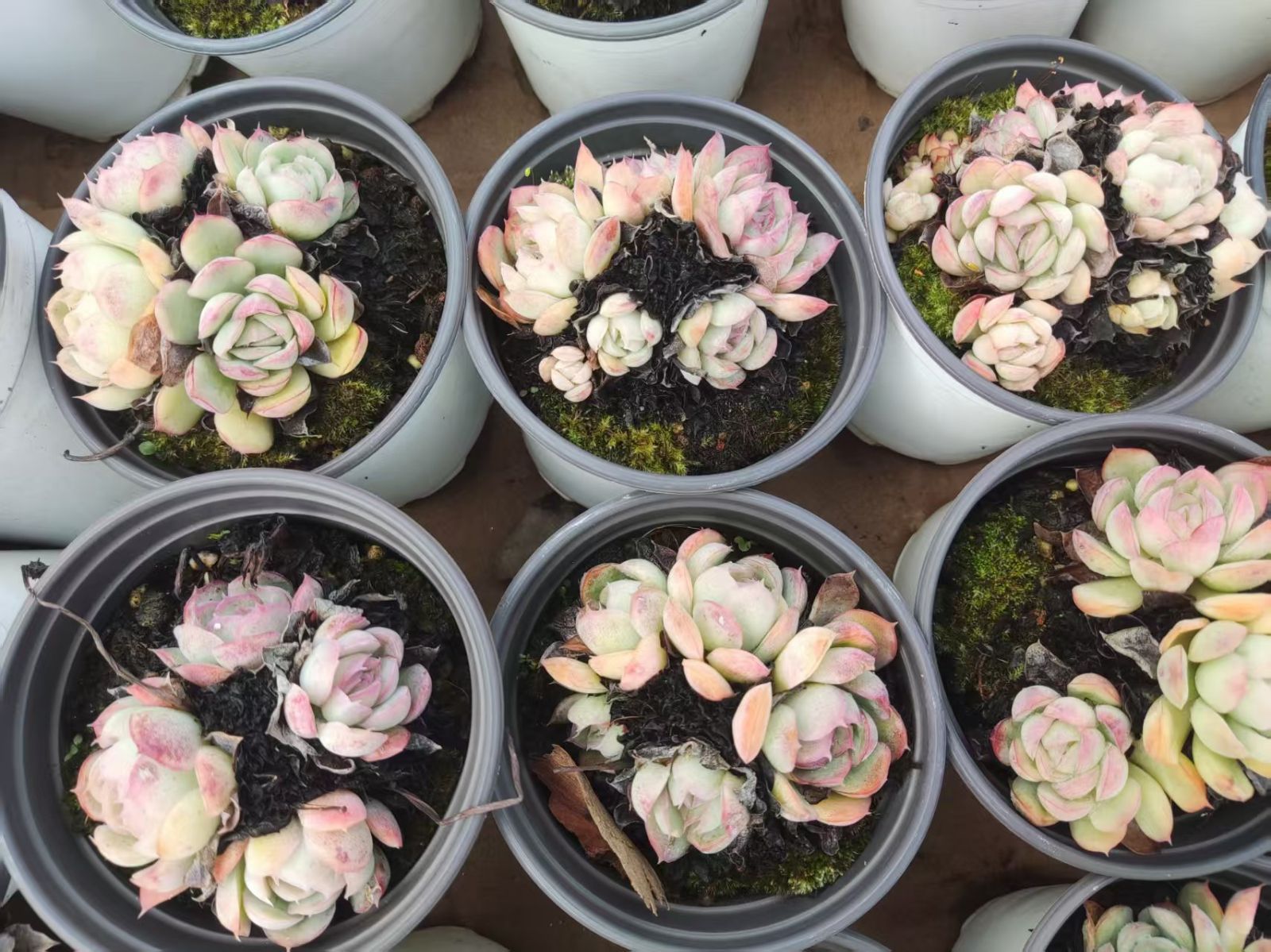 36株の抜き苗セット】イチゴアイス 多肉植物 佐川急便発送 エケベリア