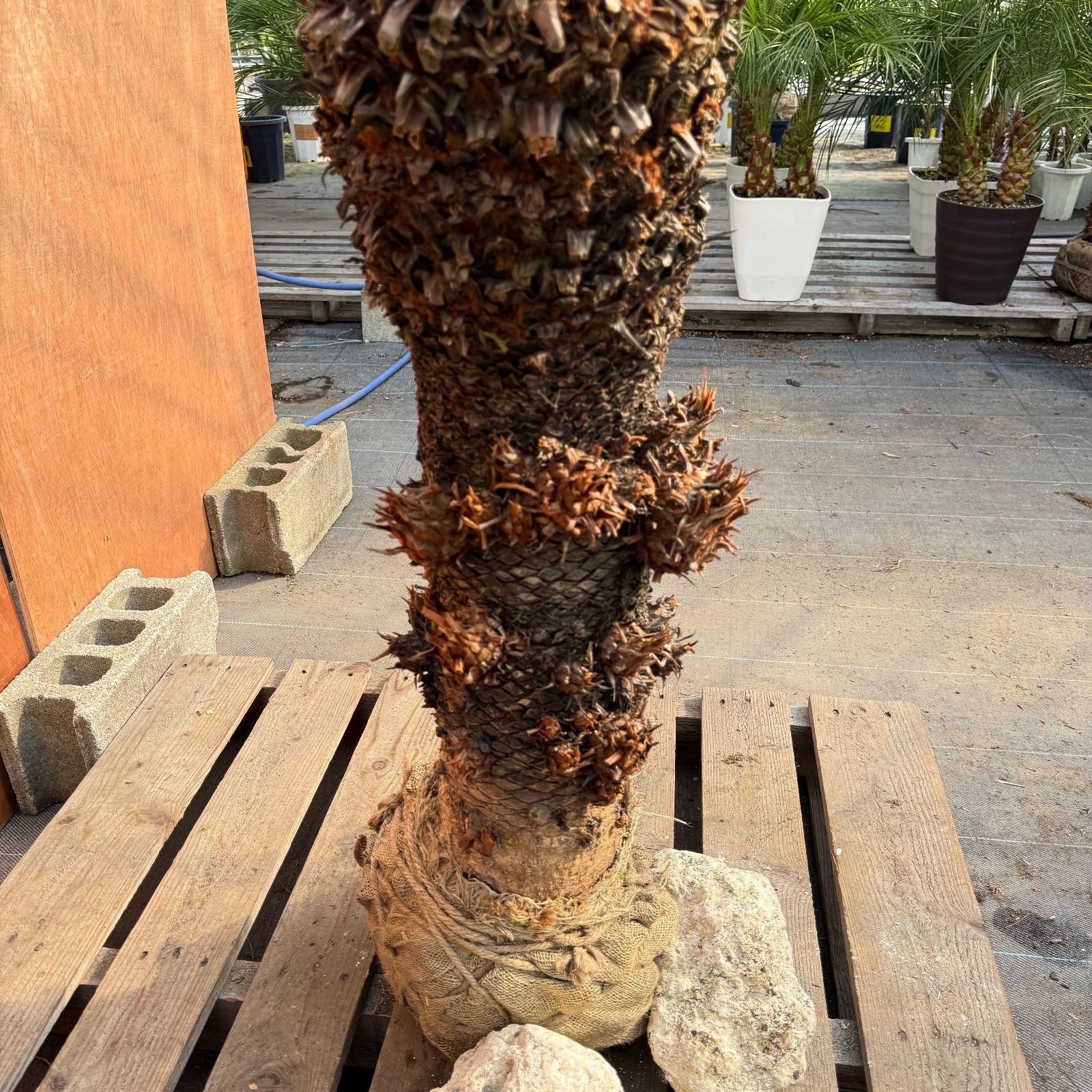 大人気】🌿ほんのり高級な極太ソテツ／庭・玄関が一気に映える - メルカリ