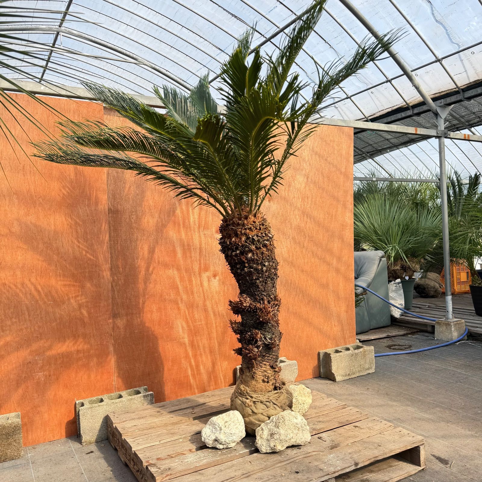 極上3股雌株ソテツ 樹齢15年／幹太1m／子株17株付／超希少大型観葉植物 極上3股雌株ソテツ 樹齢15年／幹太1m／子株17株付／超希少大型観葉植物