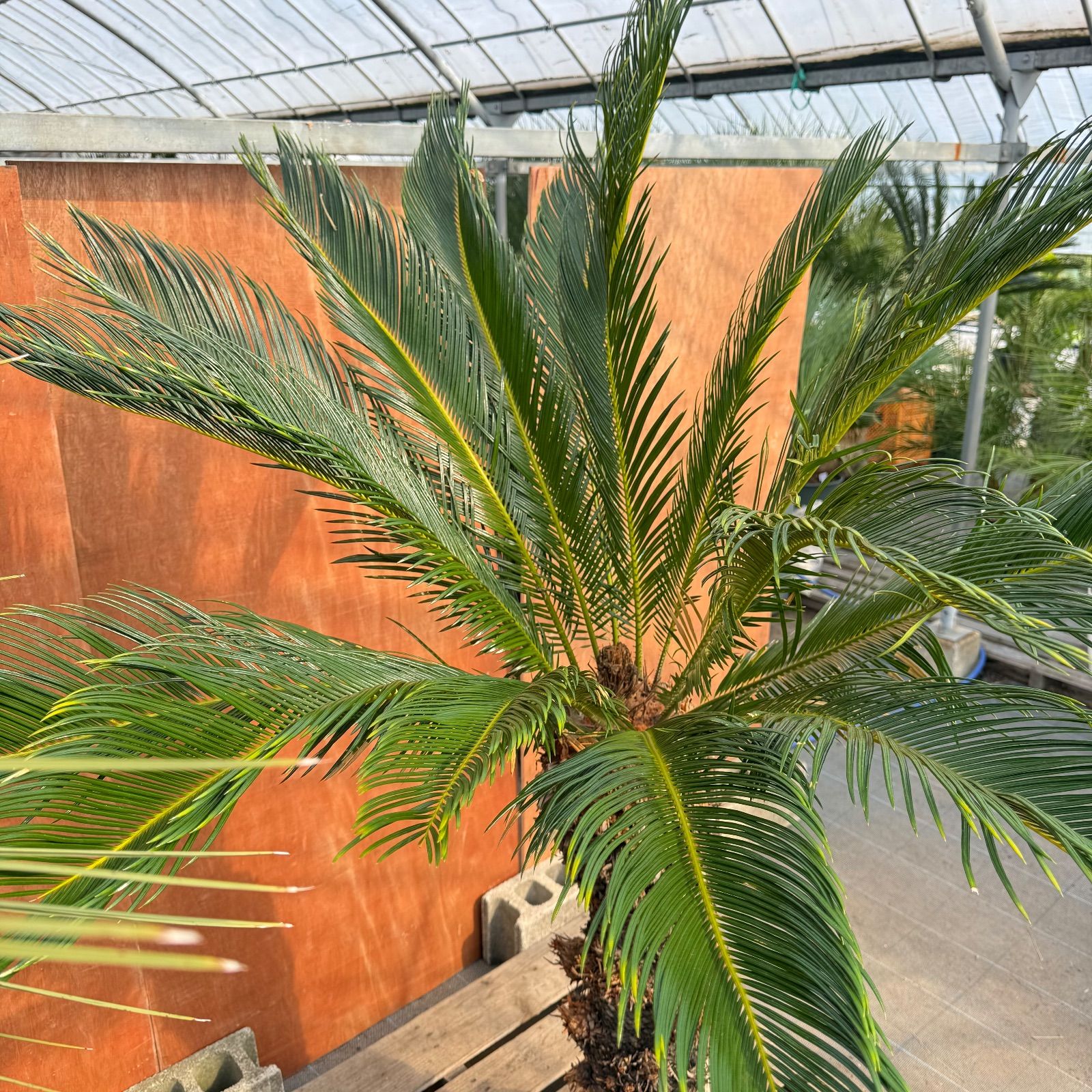 OHANA　ソテツ　極太株　送料込価格 大人気】🌿ほんのり高級な極太ソテツ／庭・玄関が一気に映える - メルカリ