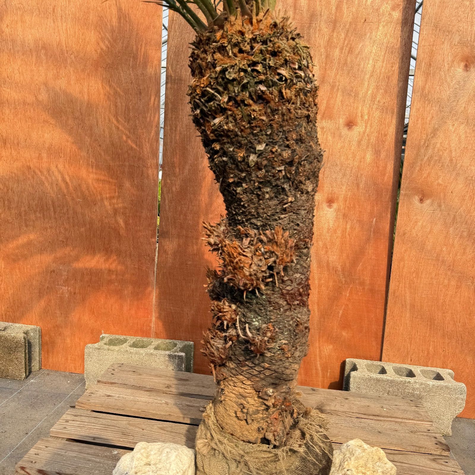 極上3股雌株ソテツ 樹齢15年／幹太1m／子株17株付／超希少大型観葉植物