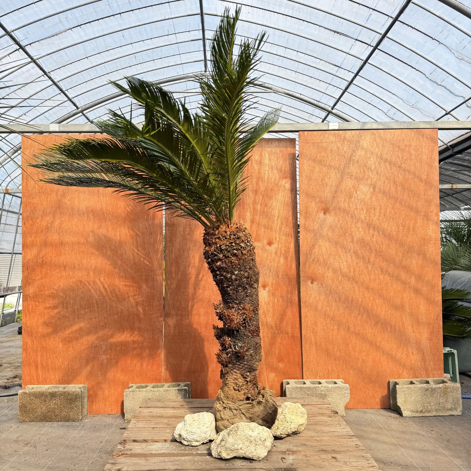 大人気】🌿ほんのり高級な極太ソテツ／庭・玄関が一気に映える - メルカリ