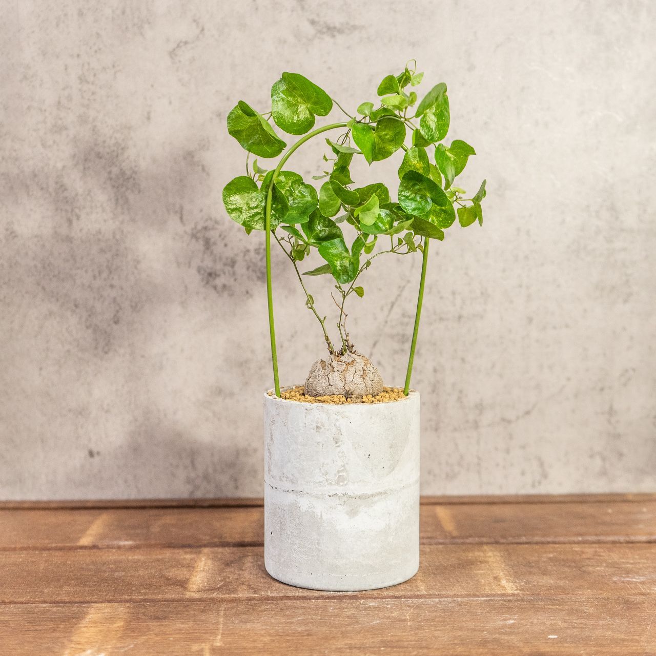 送料無料／アフリカ亀甲竜｜成長とともに亀甲模様が浮き出る人気