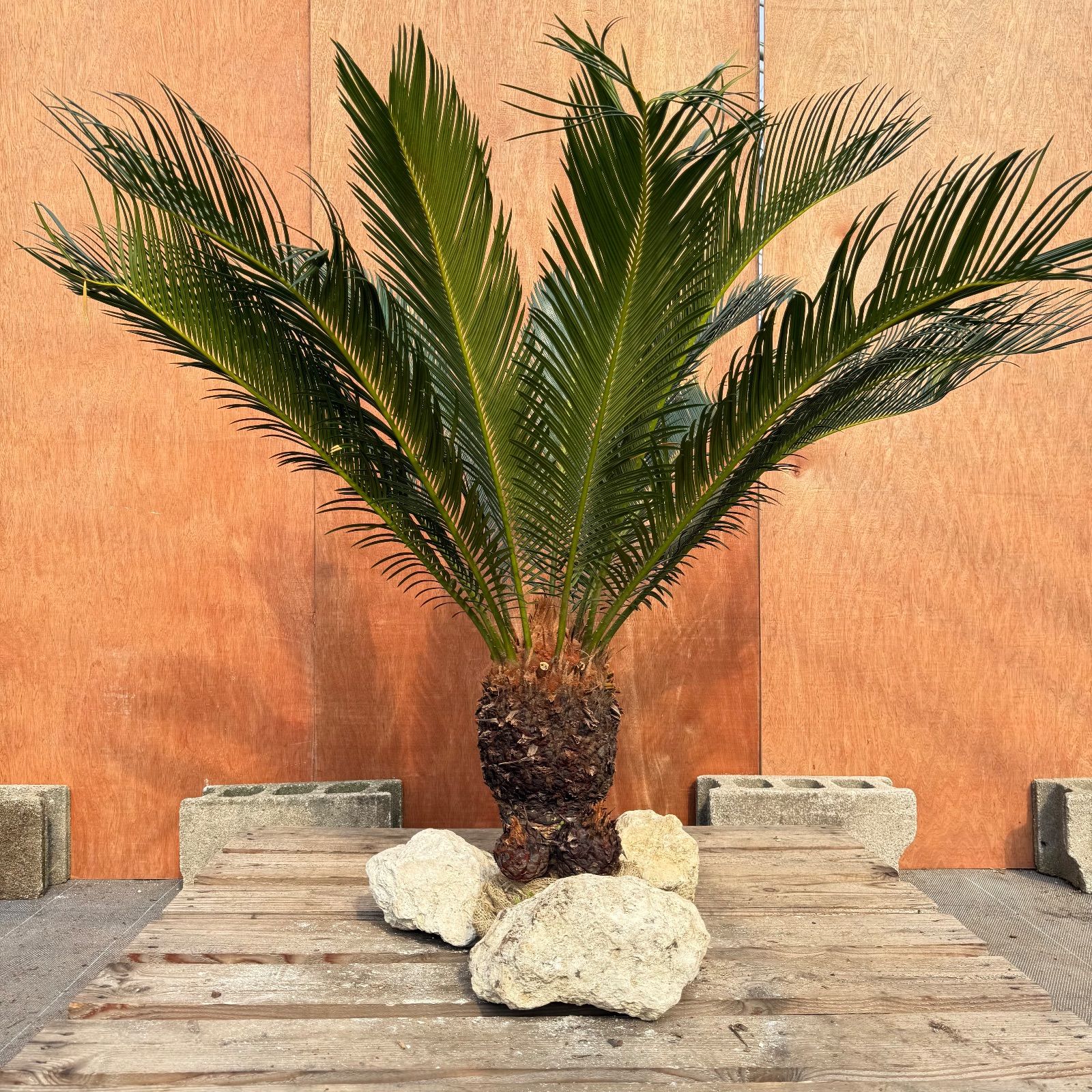 ☆希少☆ ミズノ丸一 麻雀牌「パル（ライムグリーン牌）」