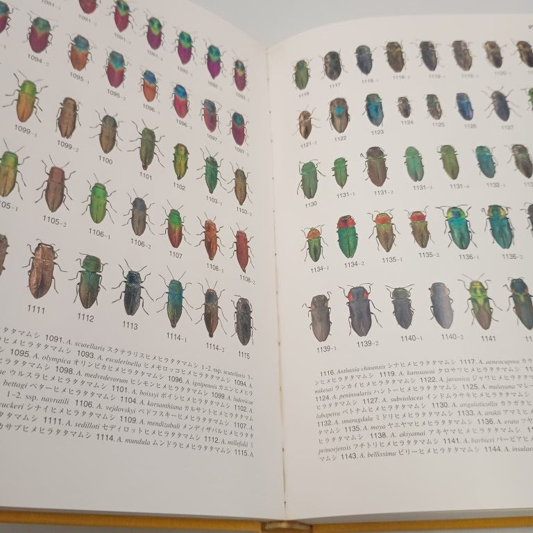 世界のタマムシ大図鑑 秋山黄洋・大桃定洋（むし社） Amazon.co.jp: 世界のタマムシ大図鑑 (月刊むし・昆虫大図鑑シリーズ 4