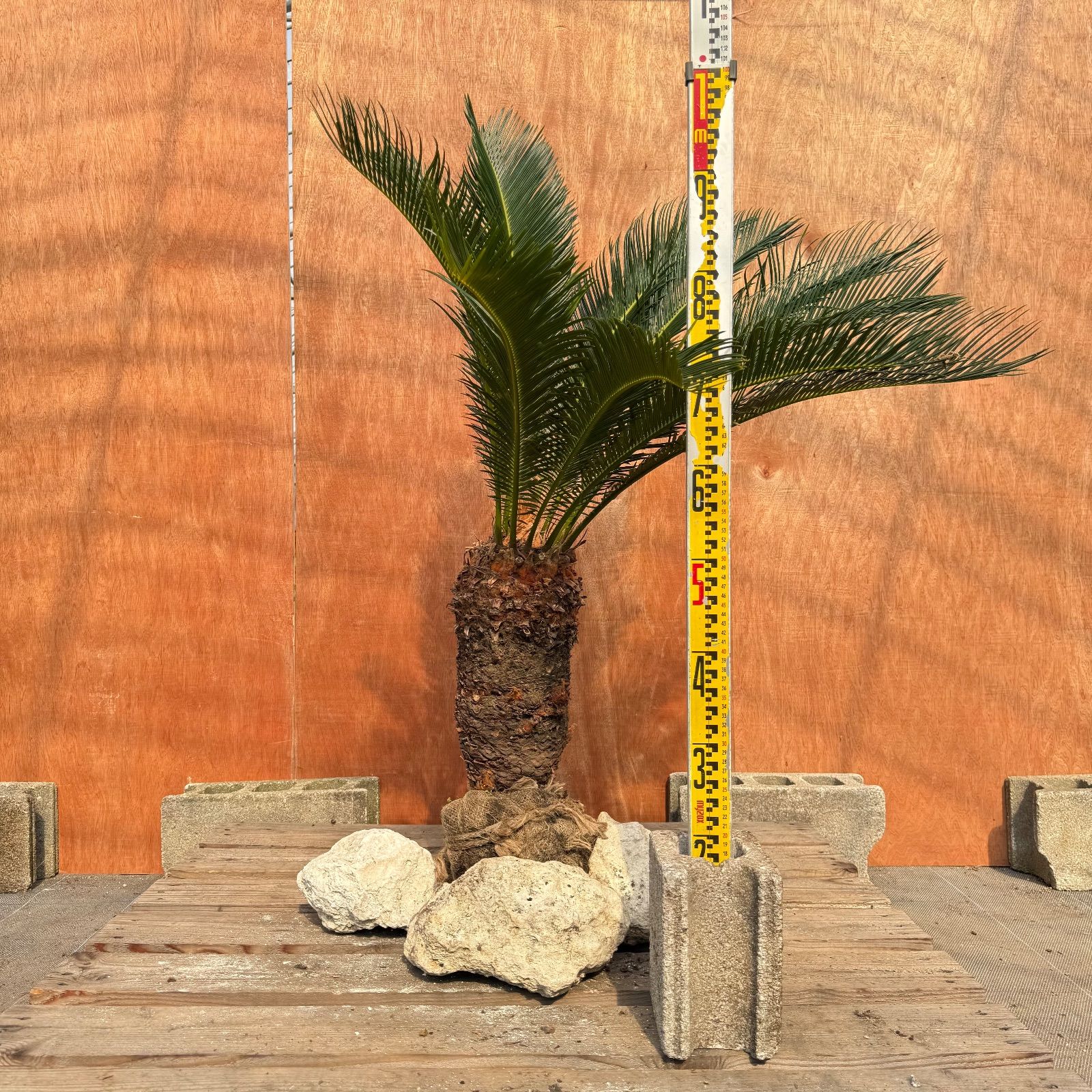 大人気】🌿ほんのり高級な極太ソテツ／庭・玄関が一気に映える - メルカリ