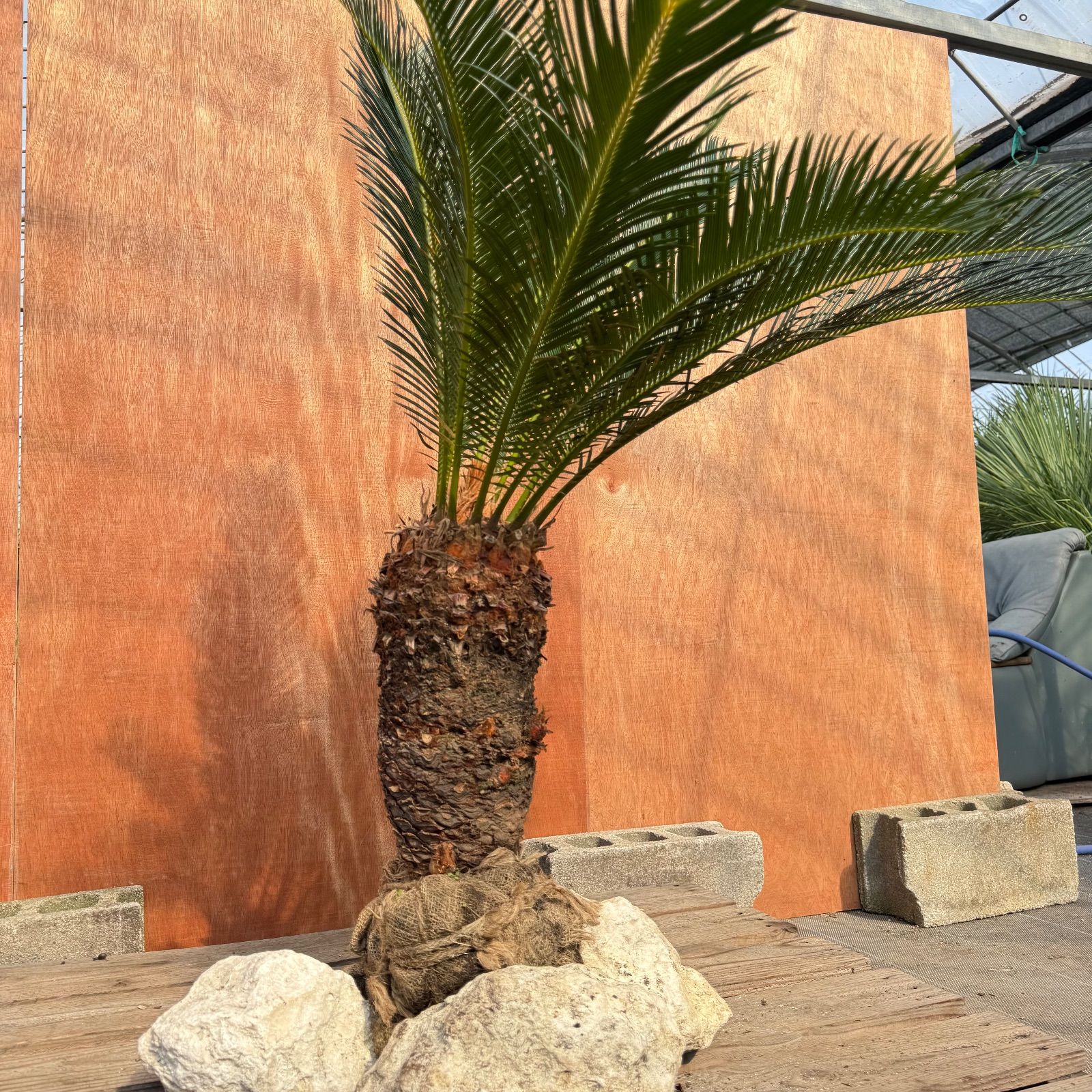 大人気】🌿ほんのり高級な極太ソテツ／庭・玄関が一気に映える - メルカリ