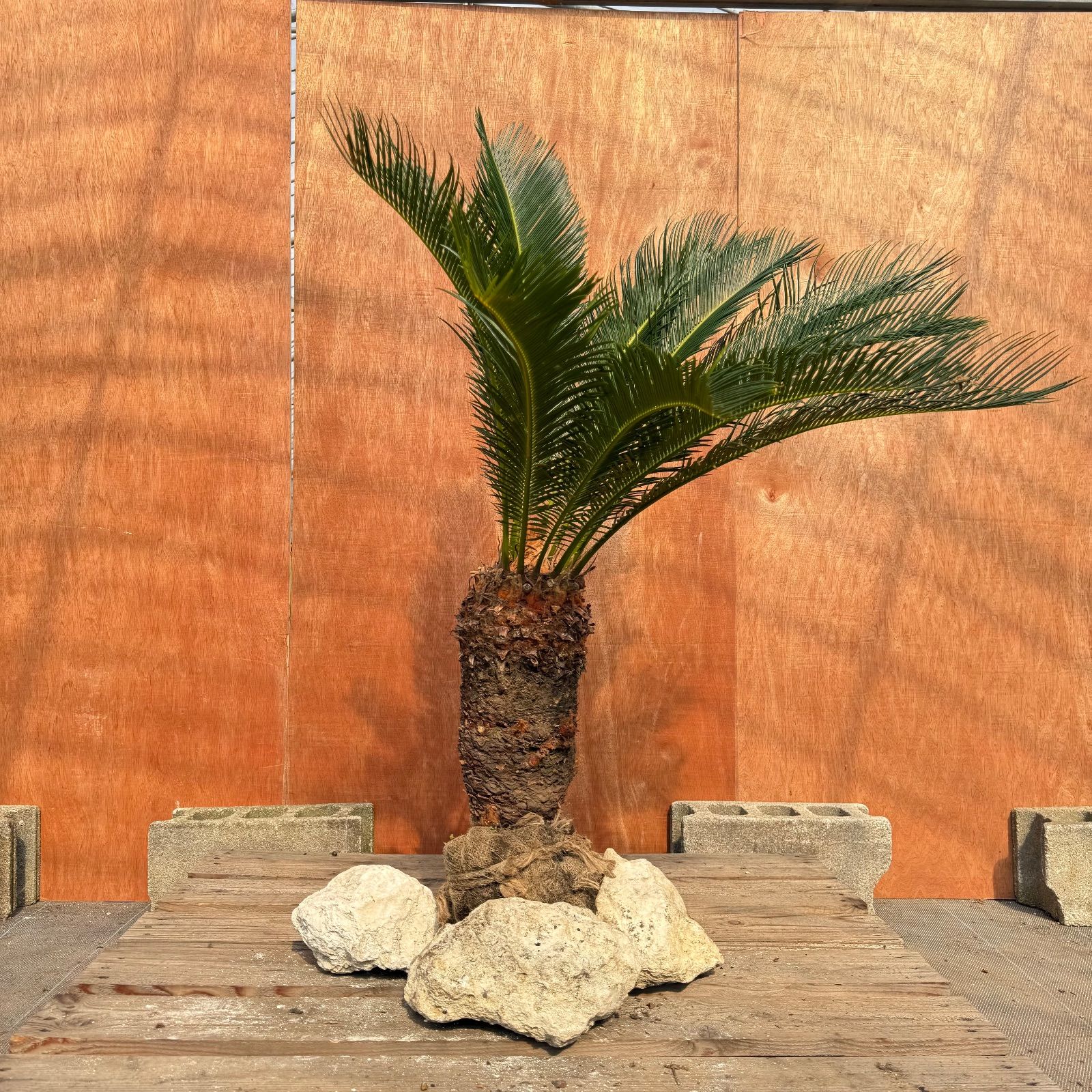大人気】🌿ほんのり高級な極太ソテツ／庭・玄関が一気に映える - メルカリ