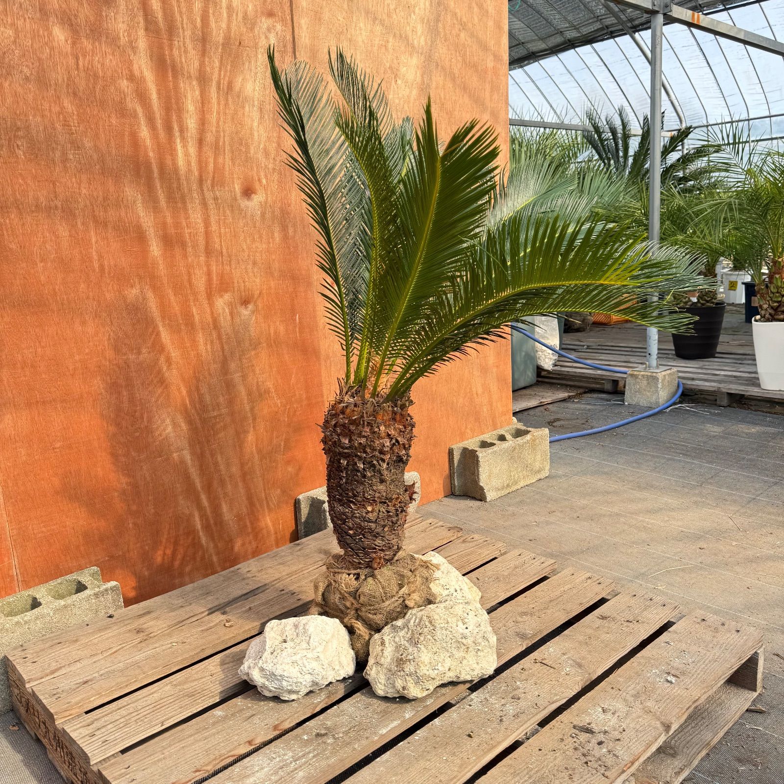 大人気】🌿ほんのり高級な極太ソテツ／庭・玄関が一気に映える - メルカリ