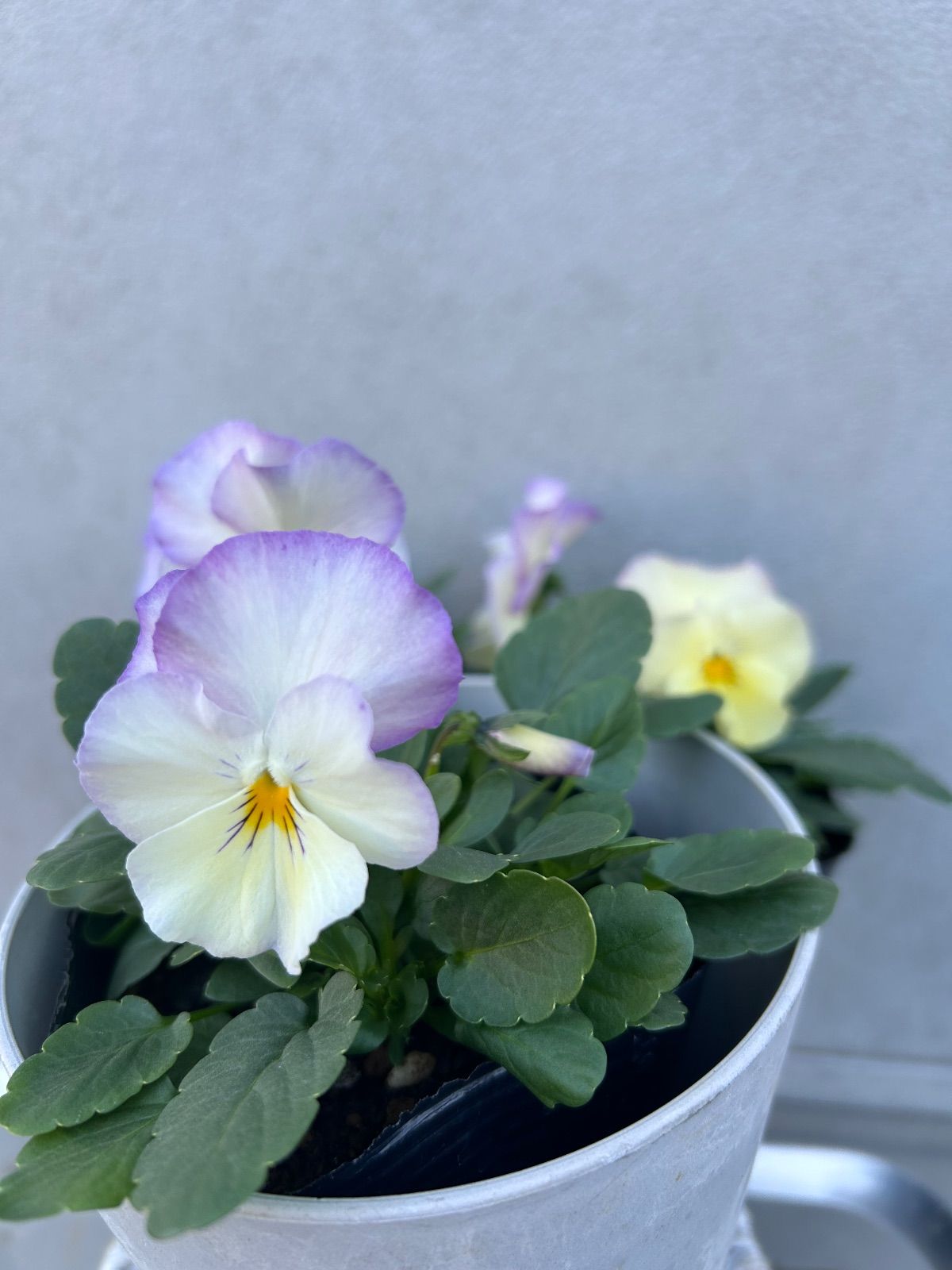 びおら様　ご依頼品　現品　メルカリ便発送　6苗 5 6 ）tami様ご依頼品 - メルカリ