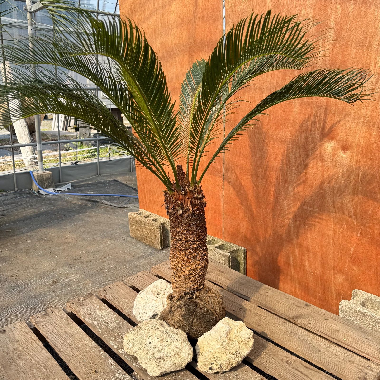 大人気】🌿ほんのり高級な極太ソテツ／庭・玄関が一気に映える - メルカリ