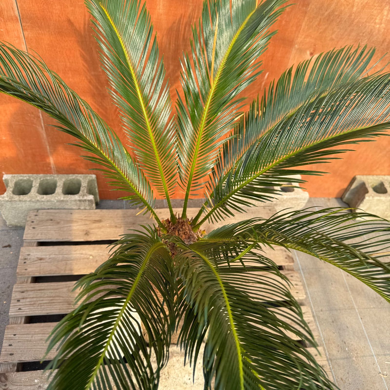 大人気】🌿ほんのり高級な極太ソテツ／庭・玄関が一気に映える - メルカリ
