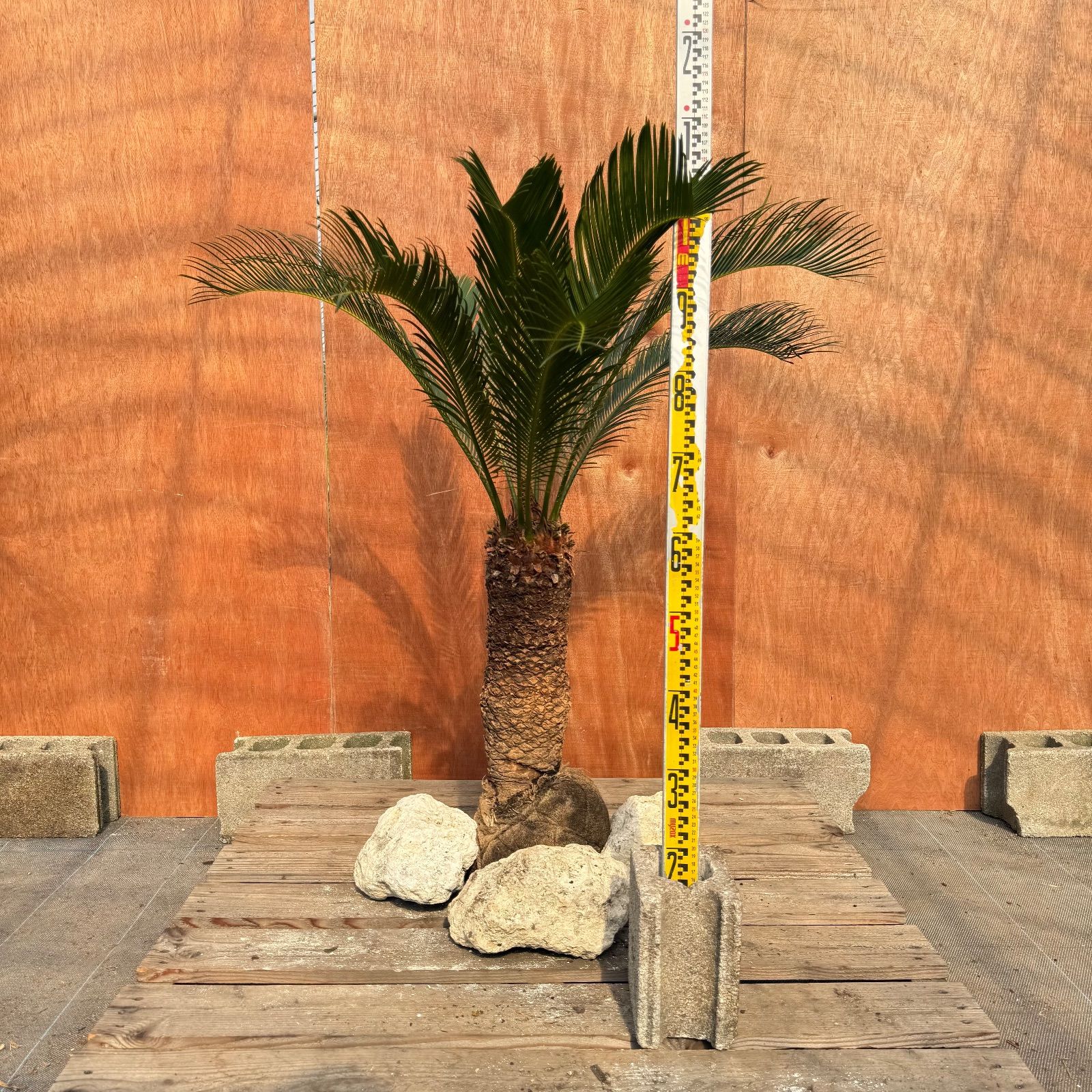 ようちきりん　ソテツ　極太大株　送料込価格　ココスヤシ 大人気】🌿ほんのり高級な極太ソテツ／庭・玄関が一気に映える - メルカリ