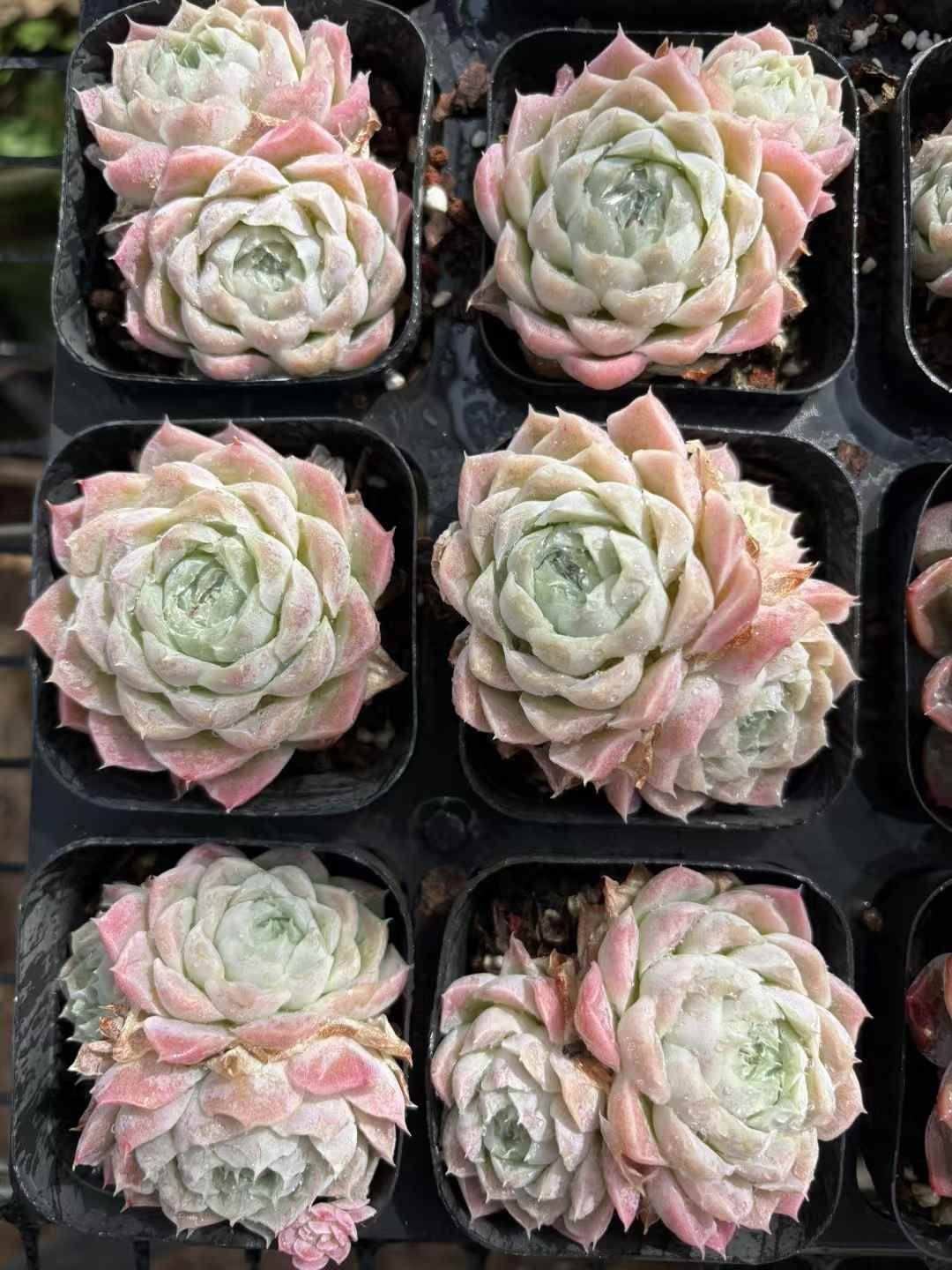 新入荷 ピンクヒューミリス XJB699×50苗 抜き苗 多肉植物 アエオニウム