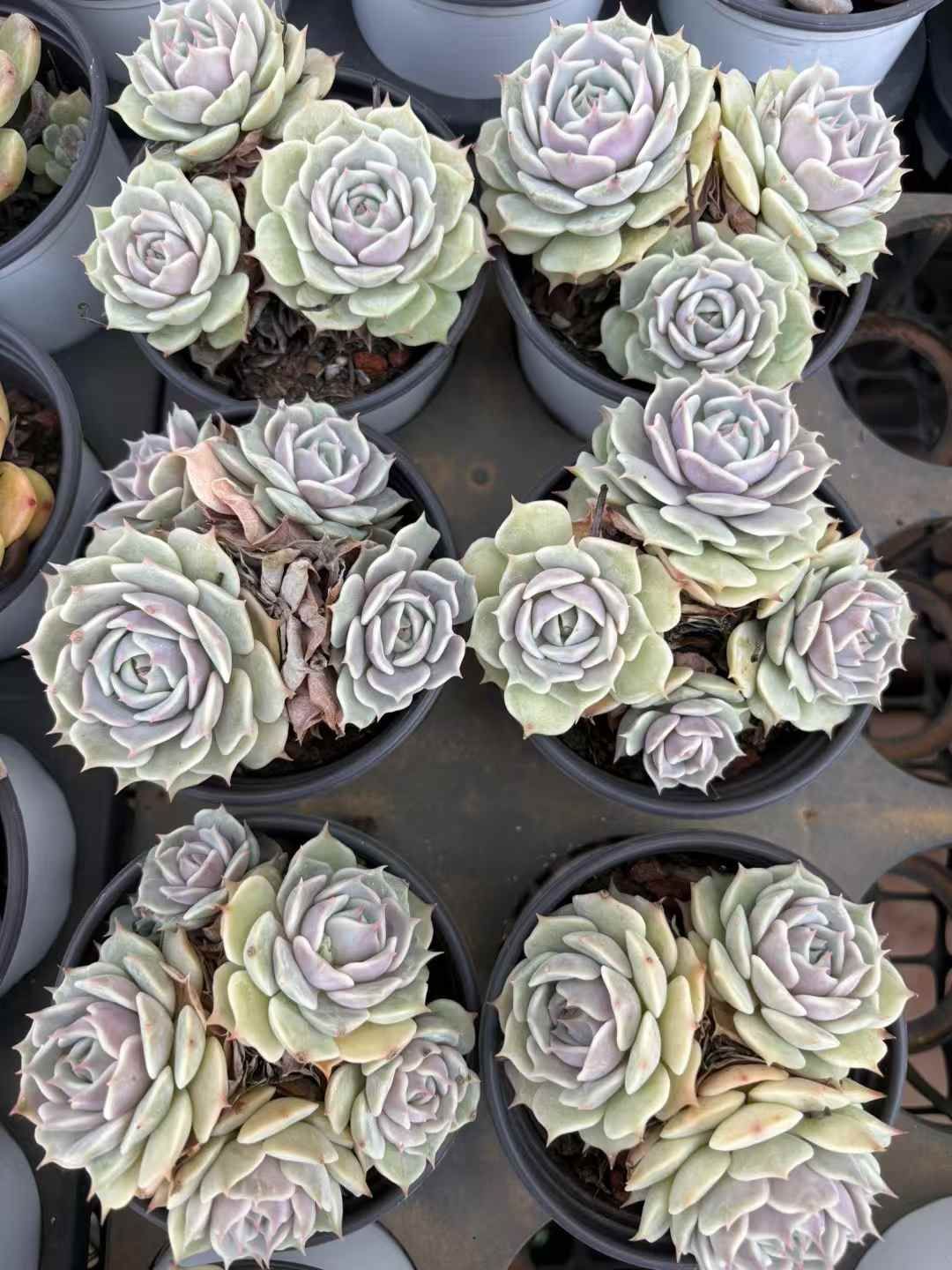 新入荷 ルナレン XJB691×18苗 抜き苗 多肉植物 アエオニウム