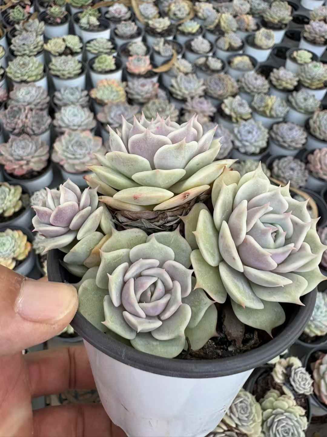 新入荷 ルナレン XJB691×18苗 抜き苗 多肉植物 アエオニウム