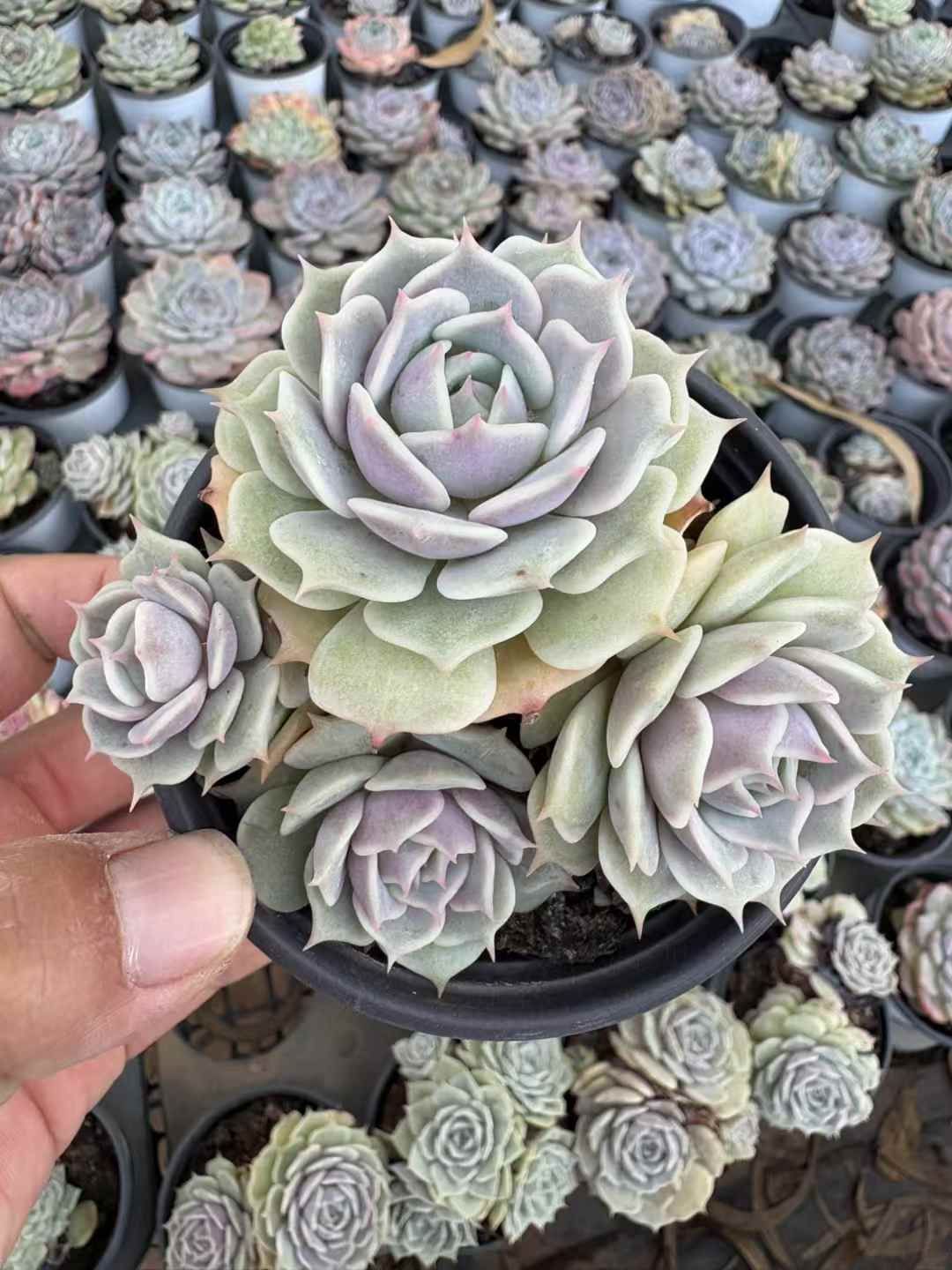 新入荷 ルナレン XJB691×18苗 抜き苗 多肉植物 アエオニウム