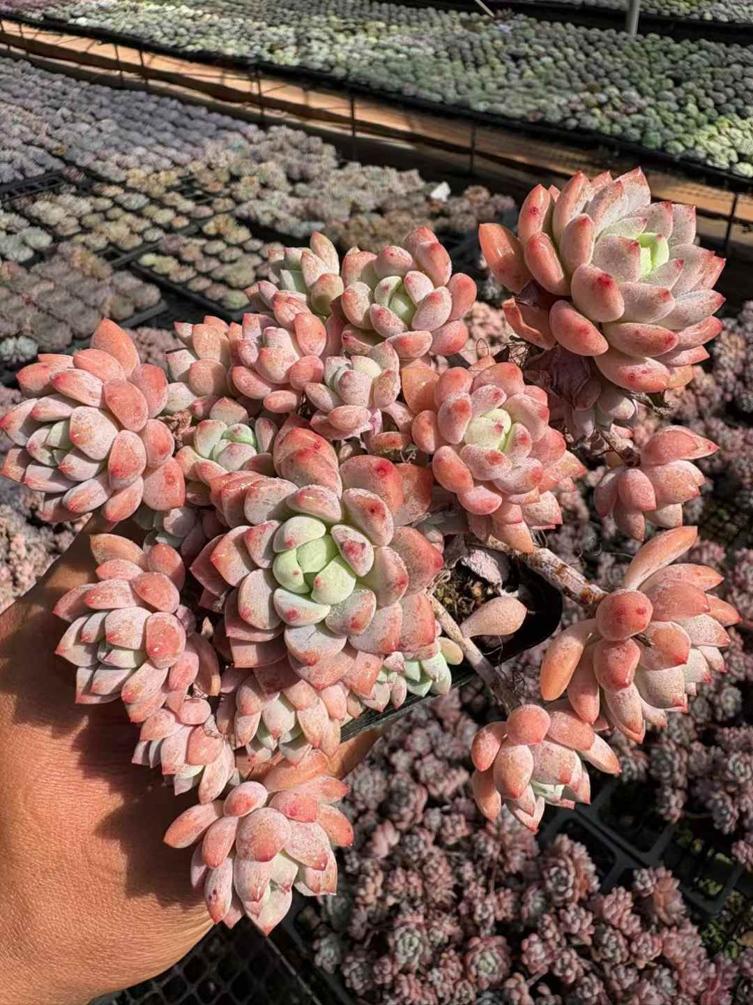 **週末のみ出品** 多肉植物　韓国苗　りんごの花　抜き苗　10cm以上 多肉植物 韓国苗 抜き苗 シードリム | BooTA29♡Succulent