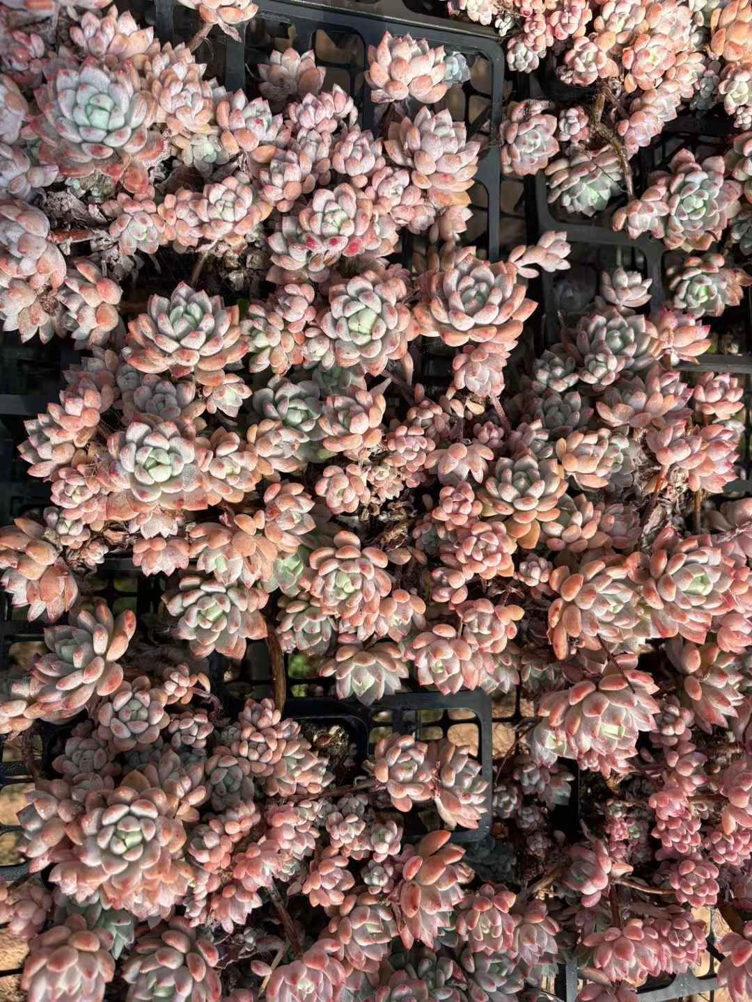 87#多肉植物❤️アエオニウム錦❤️ ドウガン❤️1大頭6小頭+6