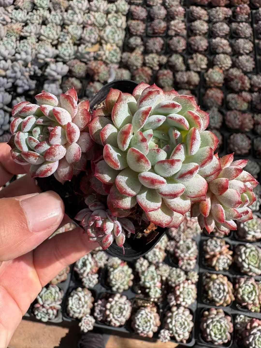 新入荷 ショウコウイ XJB 684 24苗 抜き苗 多肉植物 アエオニウム エケベリア サボテン 韓国苗