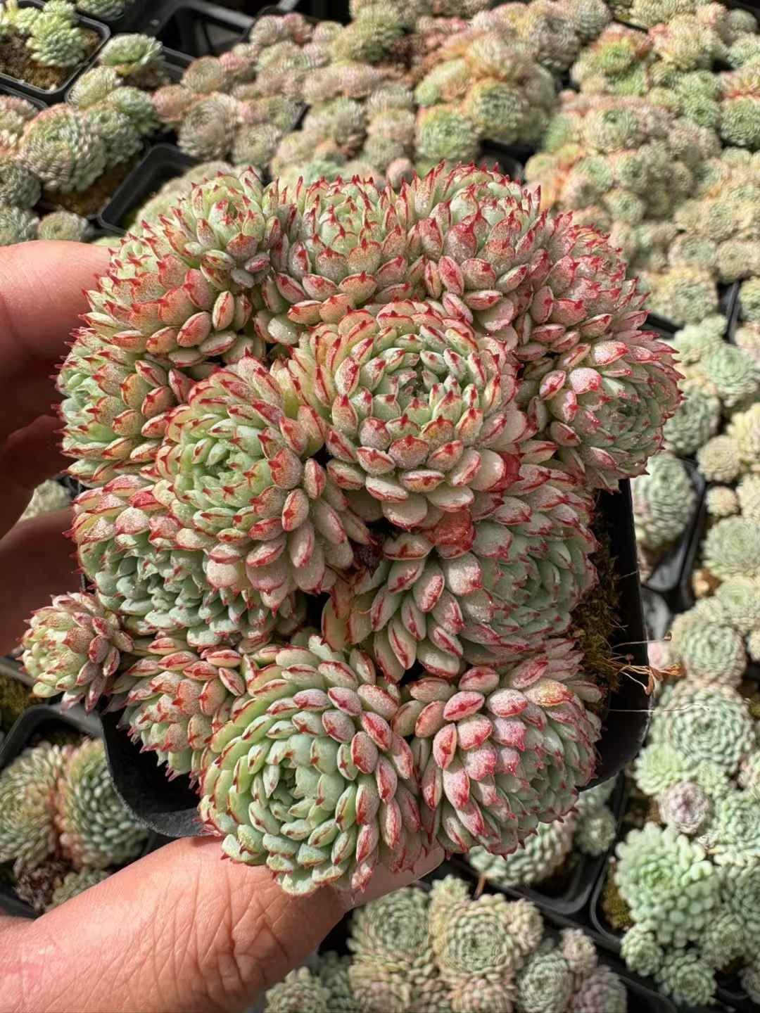 新入荷 ショウコウイ XJB671×32苗 抜き苗 多肉植物 アエオニウム