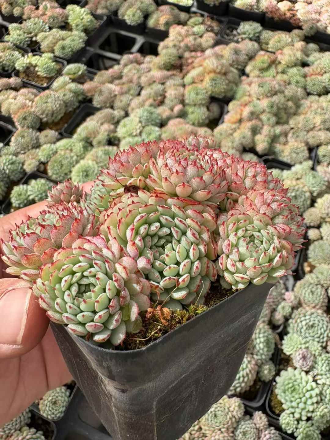 新入荷 ショウコウイ XJB671×32苗 抜き苗 多肉植物 アエオニウム