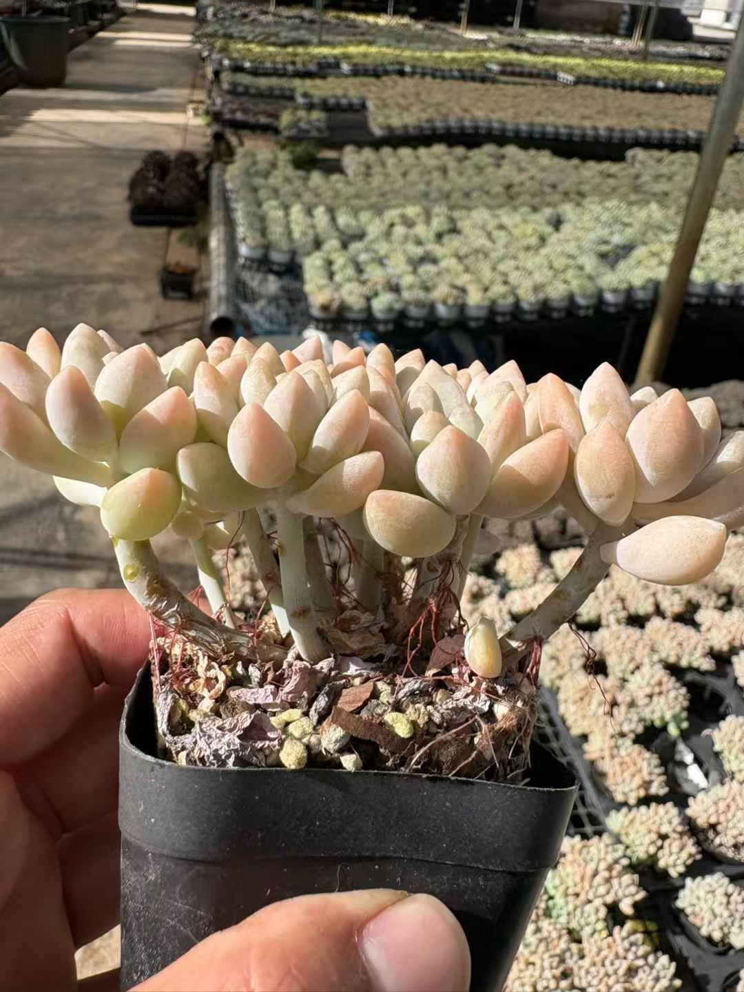 新入荷 タンナイユー XJB665×24苗 抜き苗 多肉植物 アエオニウム