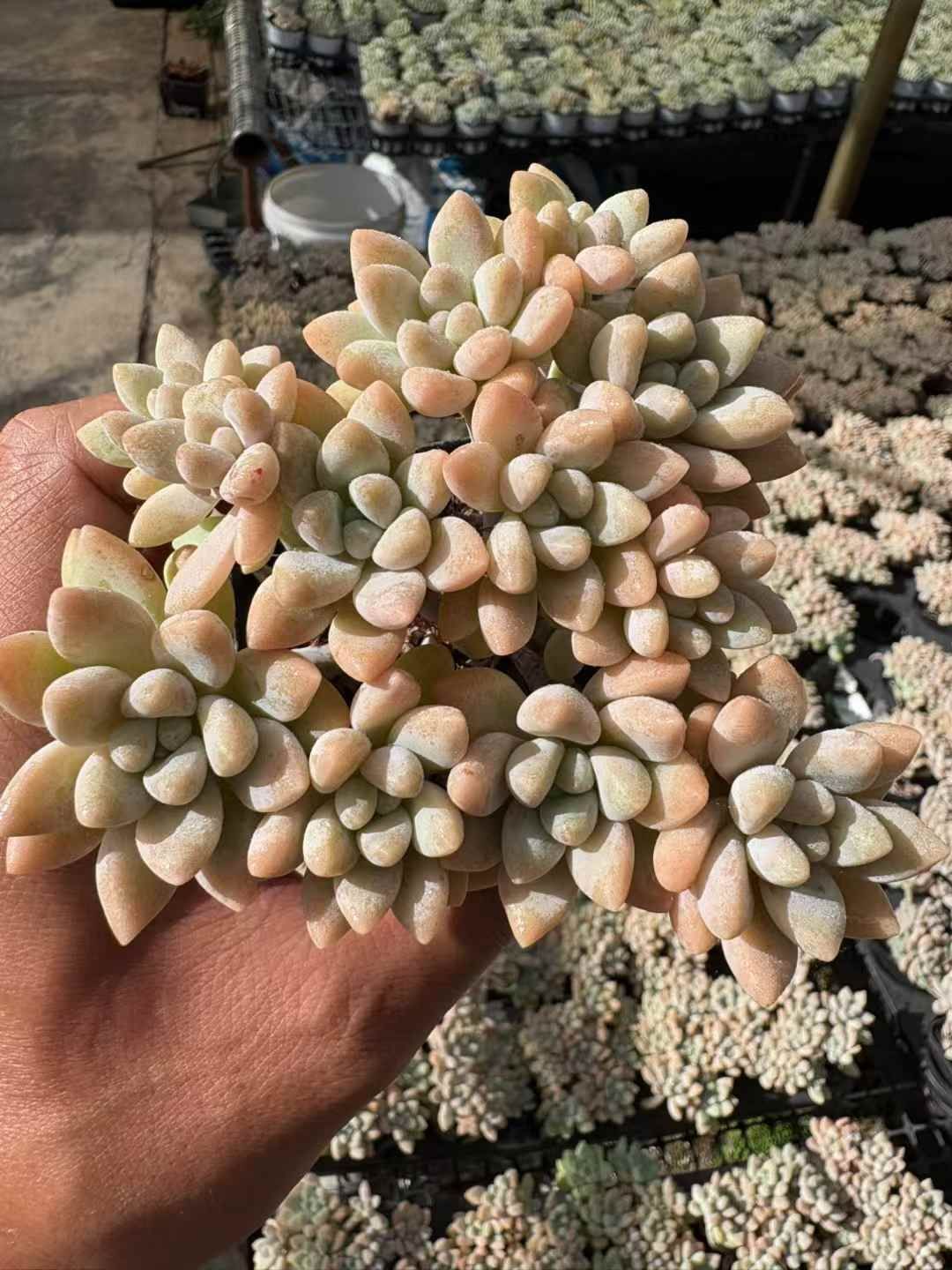 25#多肉植物アエオニウム❤️ ナガ女王 セッカ ❤️19cm拔き苗 25#多肉植物アエオニウム❤️ ナガ女王 セッカ ❤️19cm拔き苗 69#多肉