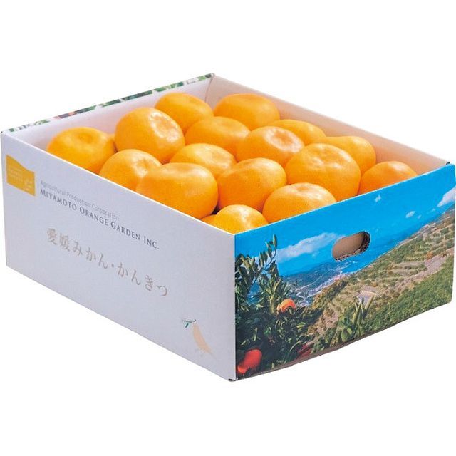 【お歳暮ギフト】愛媛県西宇和産 温州みかん(3kg) 【申込締切12/16、お届け期間11月末～12/19】【全国配送可】