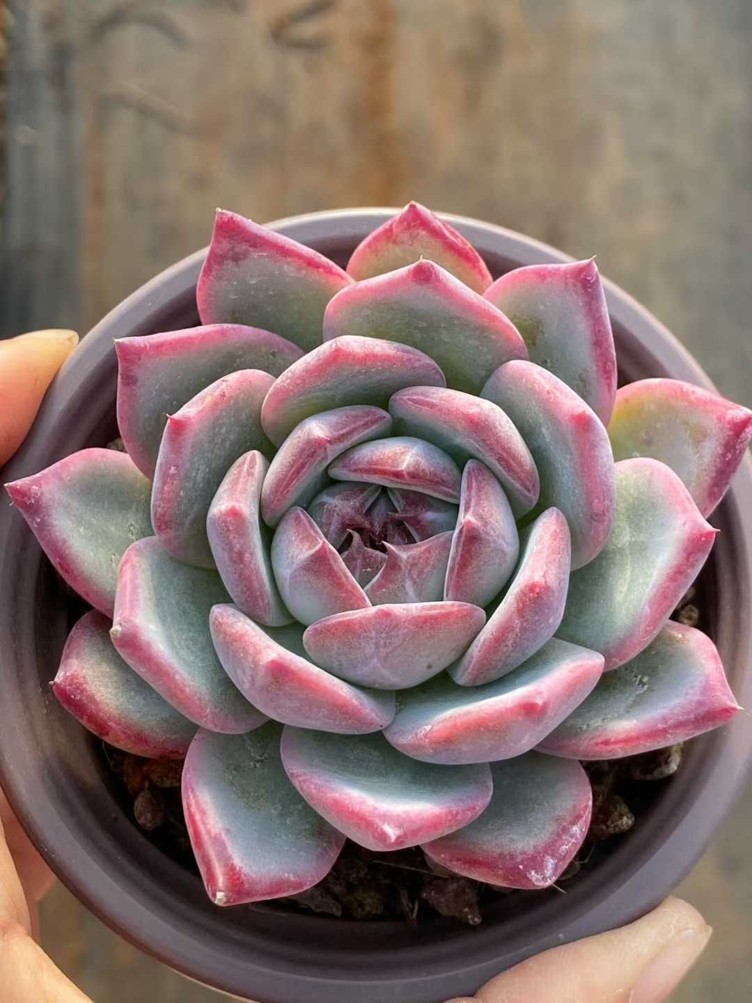 新入荷 コウラトウ QS1218×18苗 抜き苗 多肉植物 アエオニウム